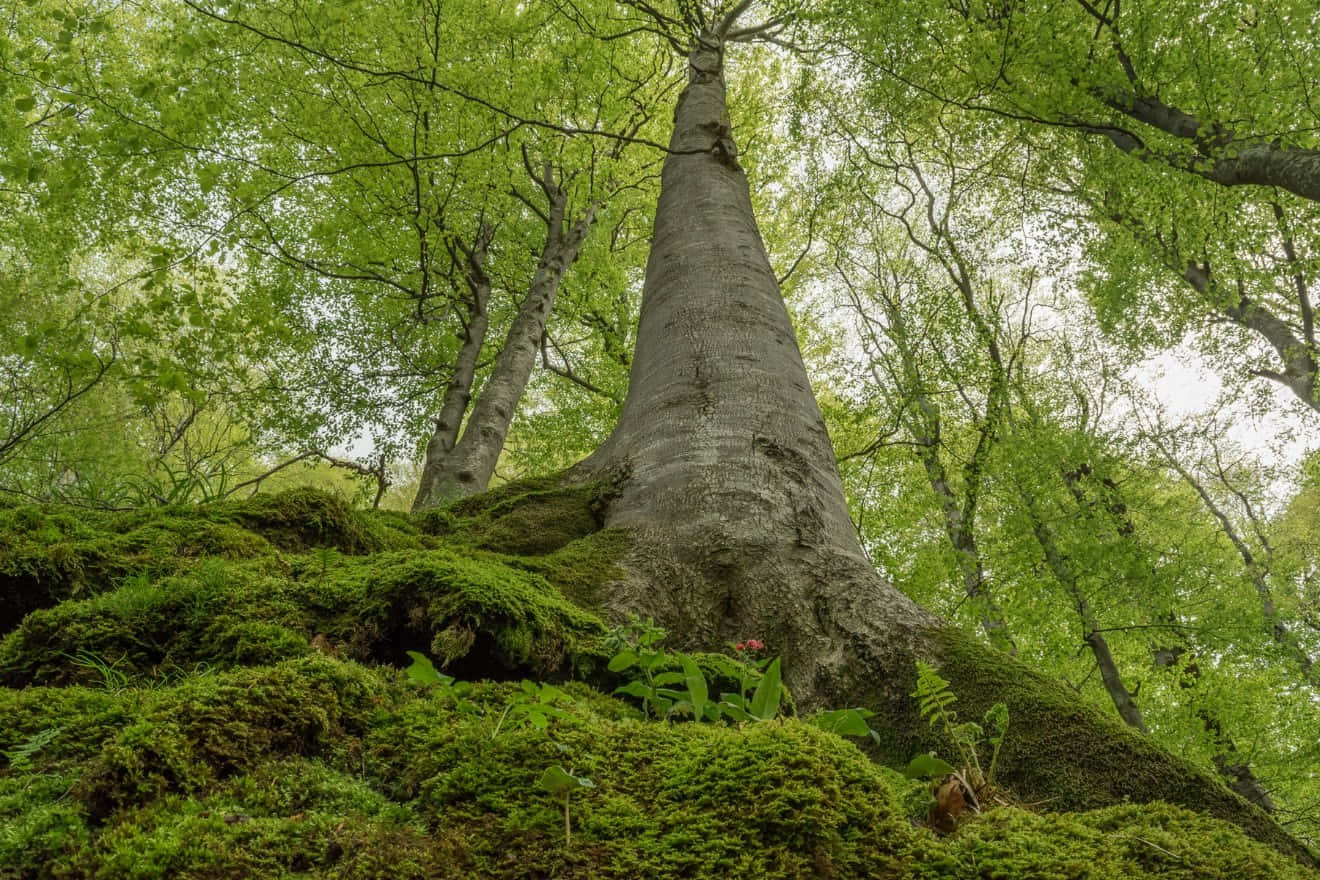 Forest Conservation 桌布 壁紙 — 一棵高聳的古老大櫸樹，在一片寧靜的森林中，從茂密的翡翠綠苔蘚地毯上雄偉地升起。
