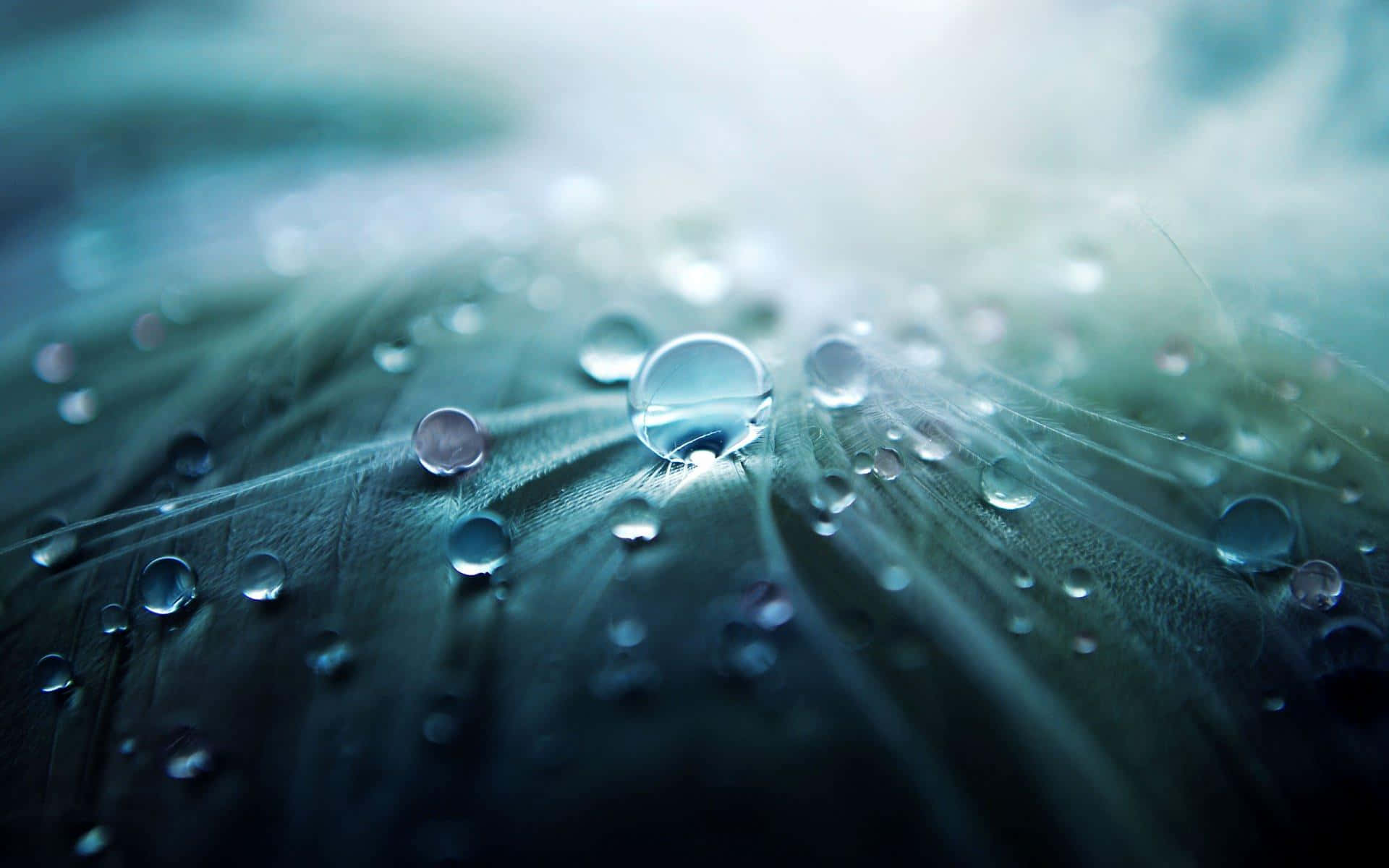 一滴水珠孤立於白色背景 壁紙 — 閃爍的水珠停留在柔軟的綠色羽毛上，光線穿透迷濛的背景。