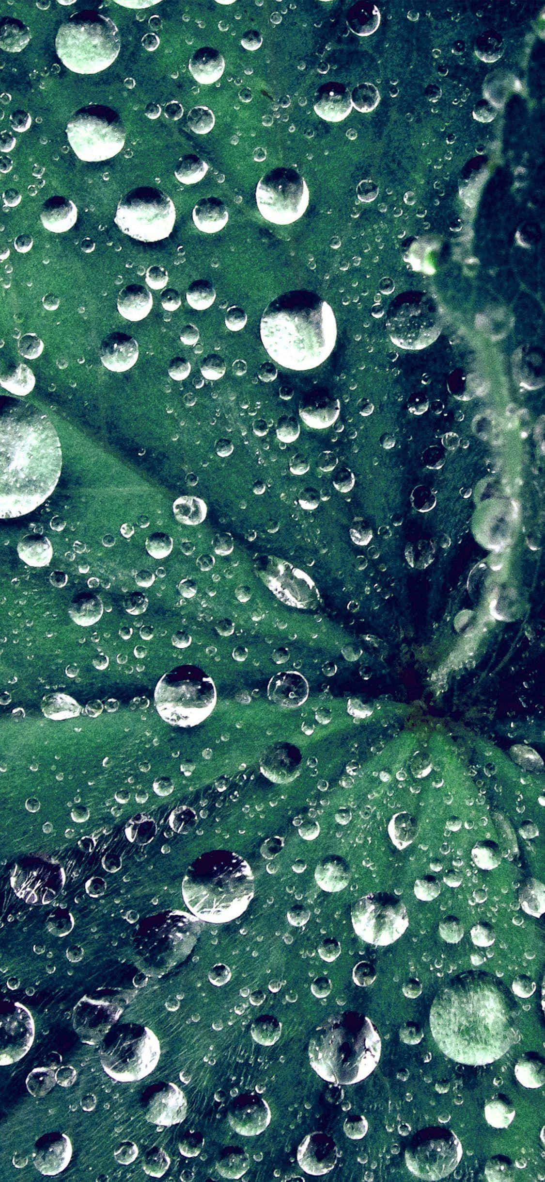 一滴閃耀的水珠 壁紙 — 深綠色葉片表面掛著閃亮水滴的特寫。