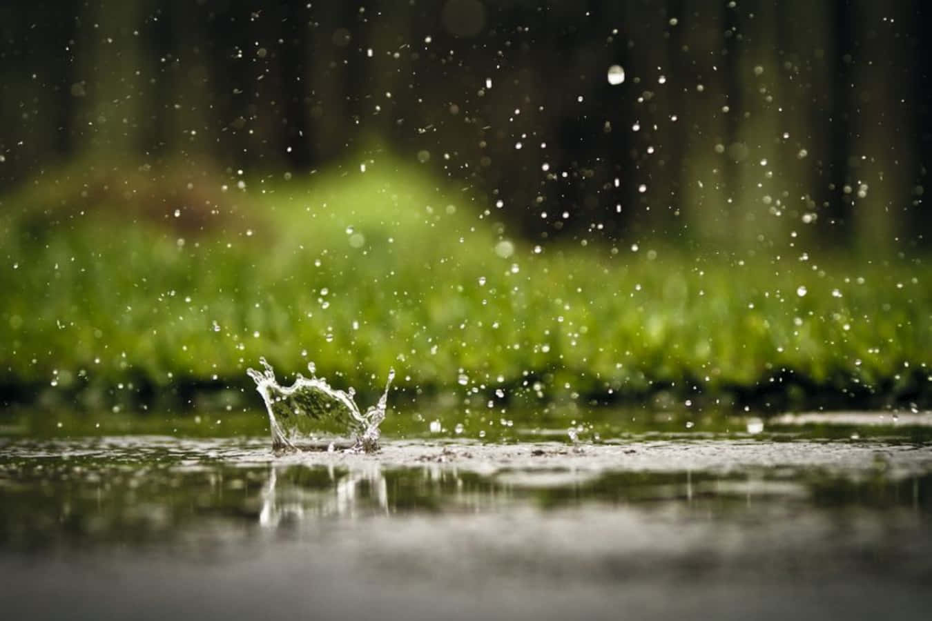 Raining 桌布 壁紙 — 一滴雨點戲劇性地濺在潮濕的表面上，背景是模糊的綠色樹葉。
