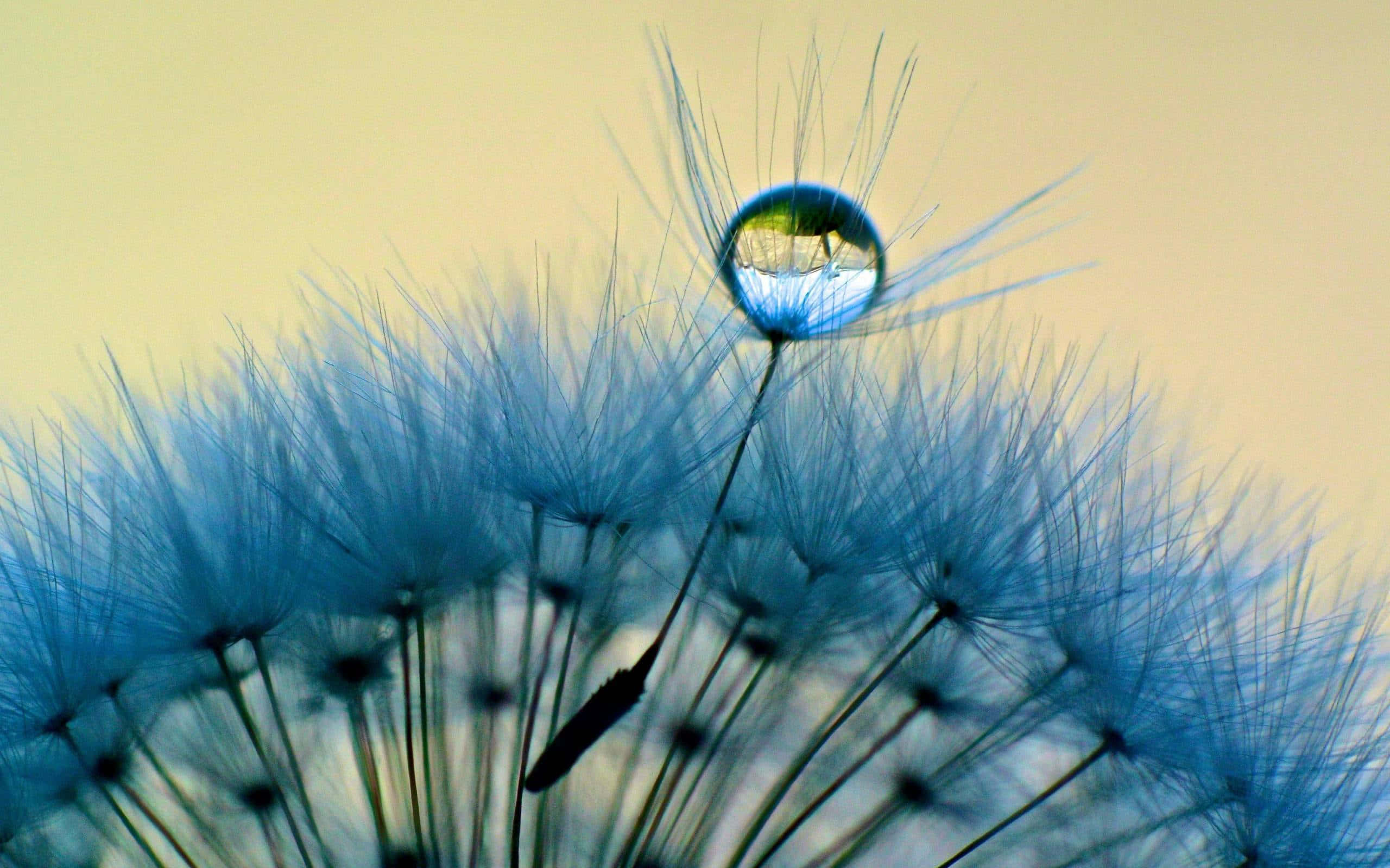 Dandelion 桌布 壁紙 — 一滴露水依附在蒲公英種子頭上，在其彎曲的表面反射出充滿活力的天空。