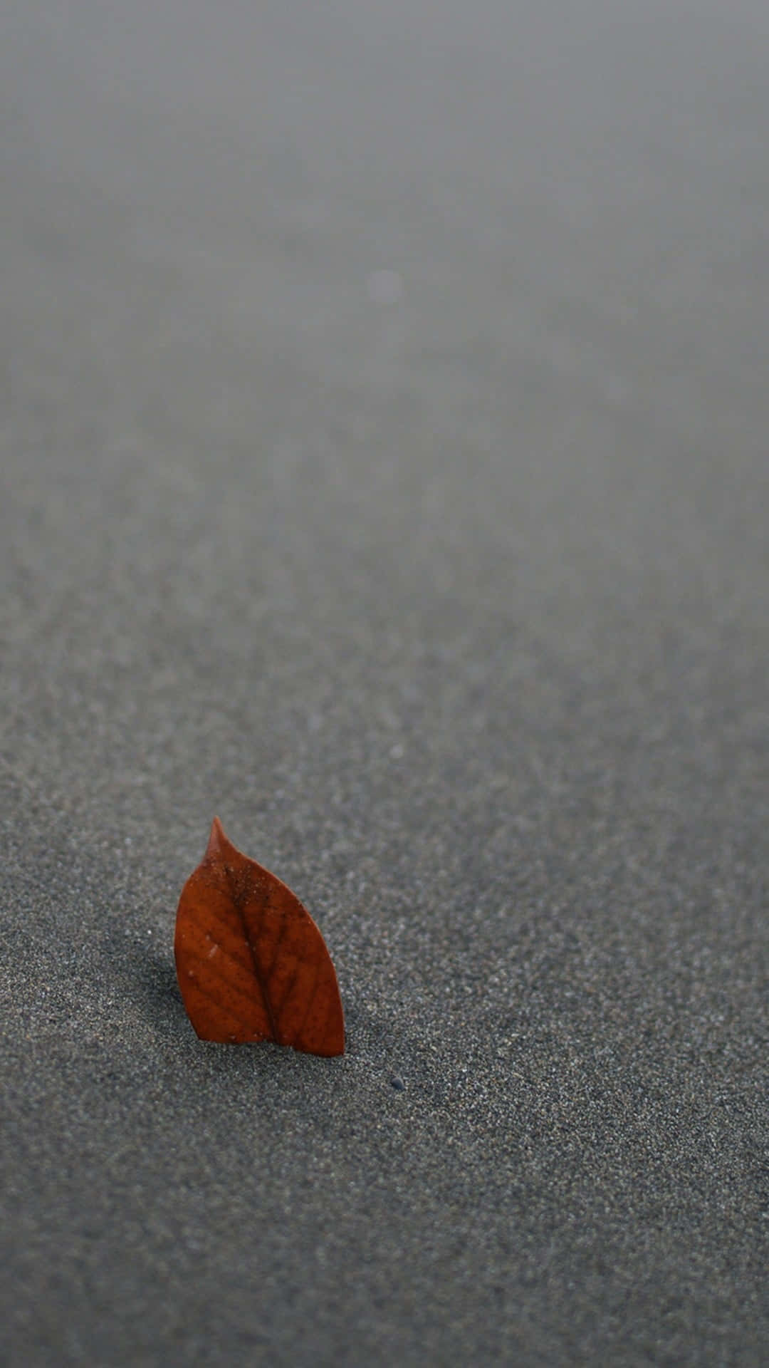 Brown Leaves 桌布 壁紙 — 一片乾燥的棕色樹葉在柔和漫射光下，靜置於有紋理的灰色混凝土表面上。