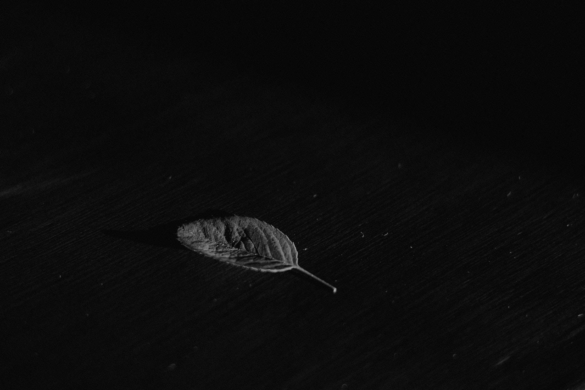 黑色動態圖 桌布 壁紙 — 一片乾燥的樹葉放在深色木質表面上，處於戲劇性的低光照明下。