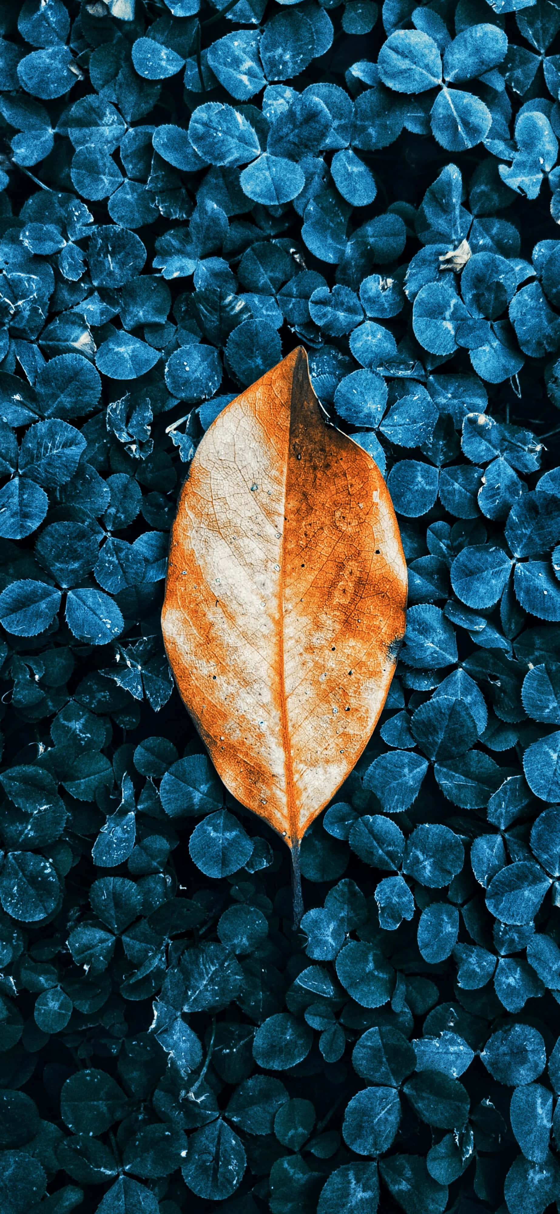 Fallen Leaves 桌布 壁紙 — 一片乾燥的橙色葉子躺在茂密的冷藍色三葉草田上，形成鮮明的色彩對比。