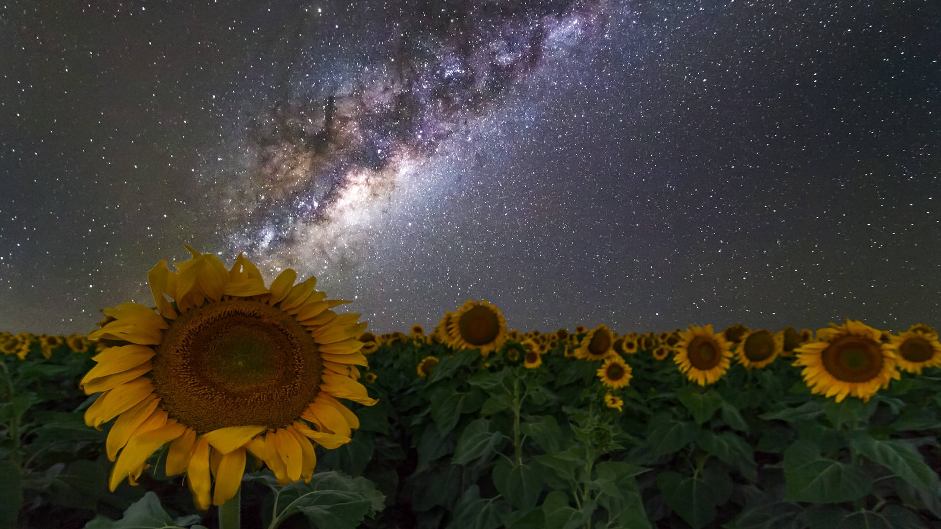 銀河 桌布 壁紙 — 一片充滿活力的向日葵田，仰望繁星點點的夜空中的銀河發光宇宙河流。
