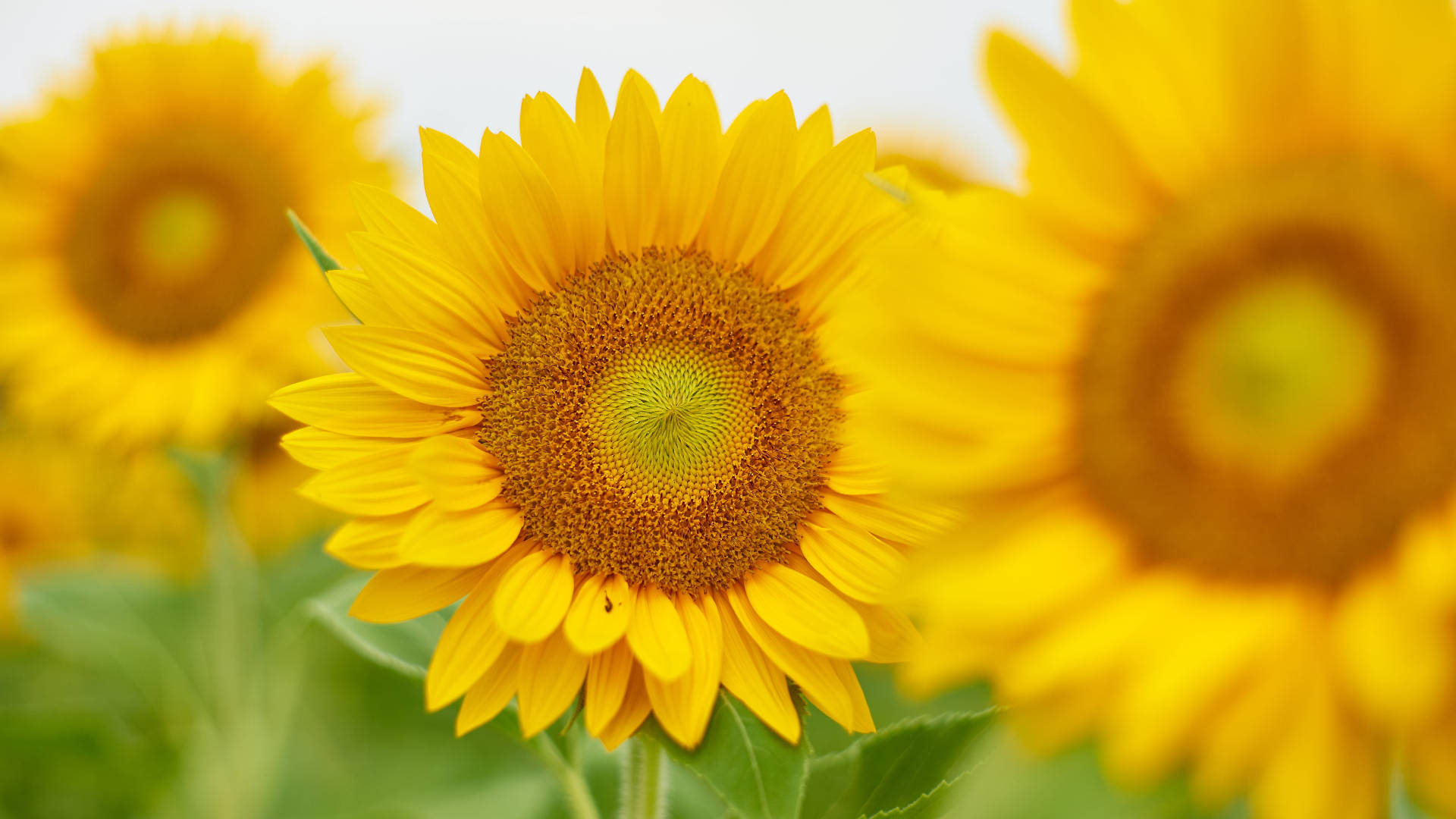 Sunflower Aesthetic 桌布 壁紙 — 一片充滿活力的向日葵田，其中一朵在柔和的模糊背景（金色花朵和綠色莖稈）中清晰對焦。