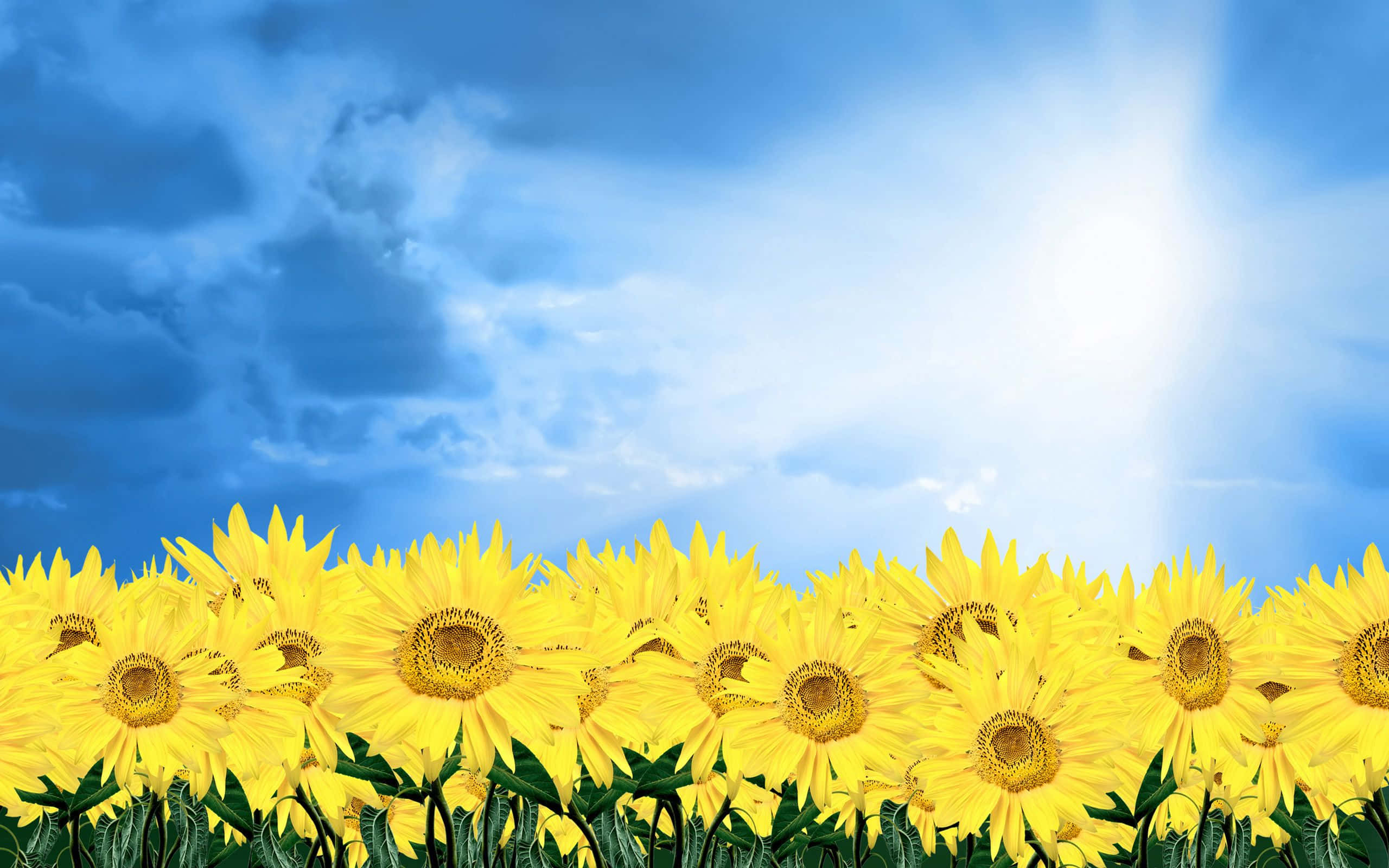 Yellow Daisy 桌布 壁紙 — 一片充滿活力的向日葵田在明亮的藍天下延伸，天空中有散落的雲朵和燦爛的太陽。