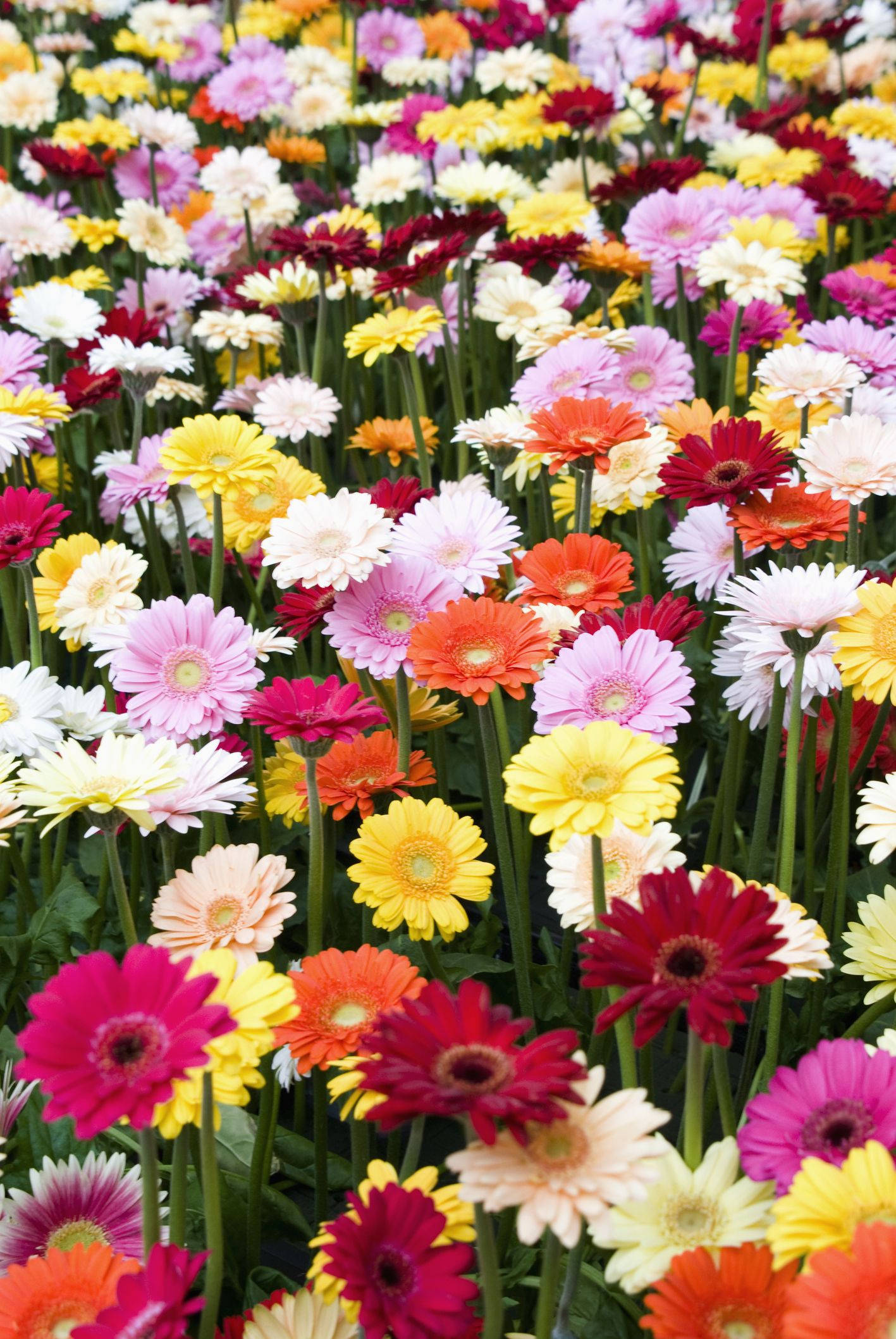 flowers 4K 桌布 壁紙 — 一片充滿活力的多色非洲菊雛菊田，盛開著綠色莖和茂密的葉子。