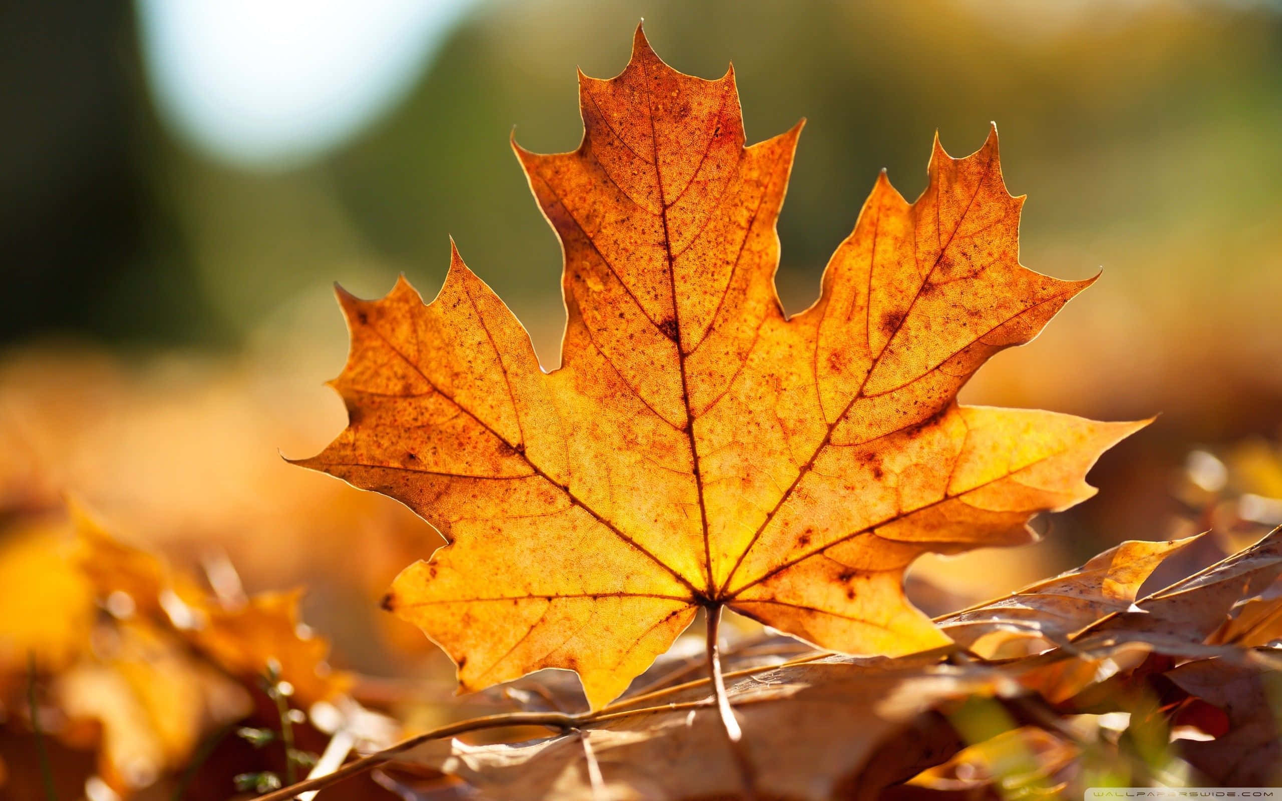 Fallen Leaves 桌布 壁紙 — 一片充滿活力的橙色楓葉，帶有複雜的葉脈，在溫暖的陽光下，在柔和模糊的秋日森林地面上閃耀。