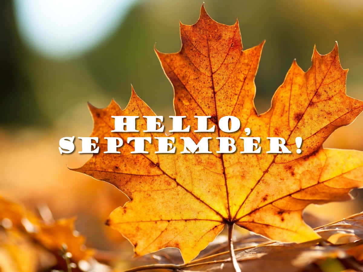 九月 桌布 壁紙 — 一片充滿活力的橙色楓葉，帶有鮮明的葉脈和文字 hello september! 在溫暖的秋日陽光中閃耀。