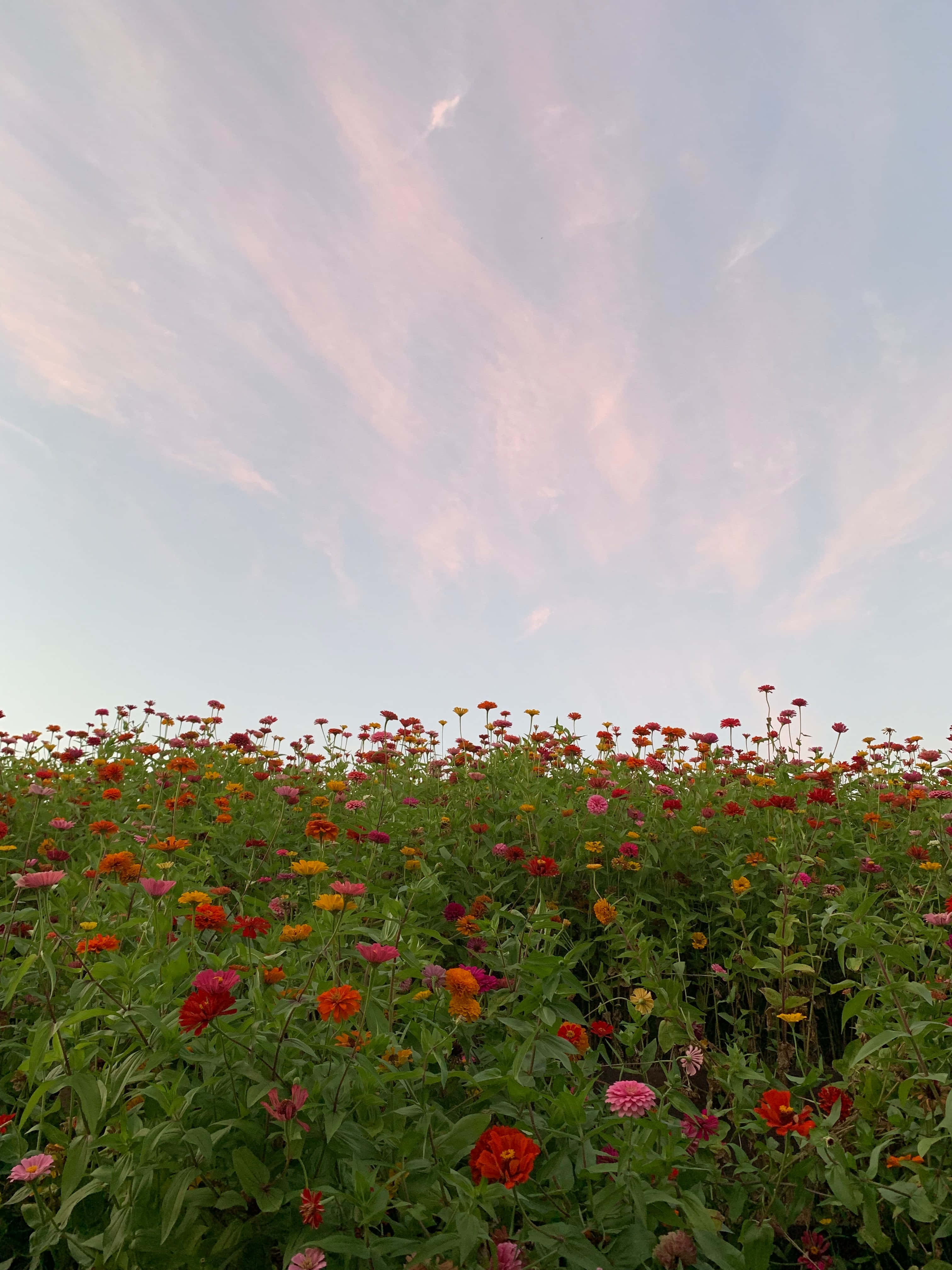 Flower Field 桌布 壁紙 — 一片充滿活力的百日菊在柔和的粉紅色和薰衣草色日落天空下盛開。