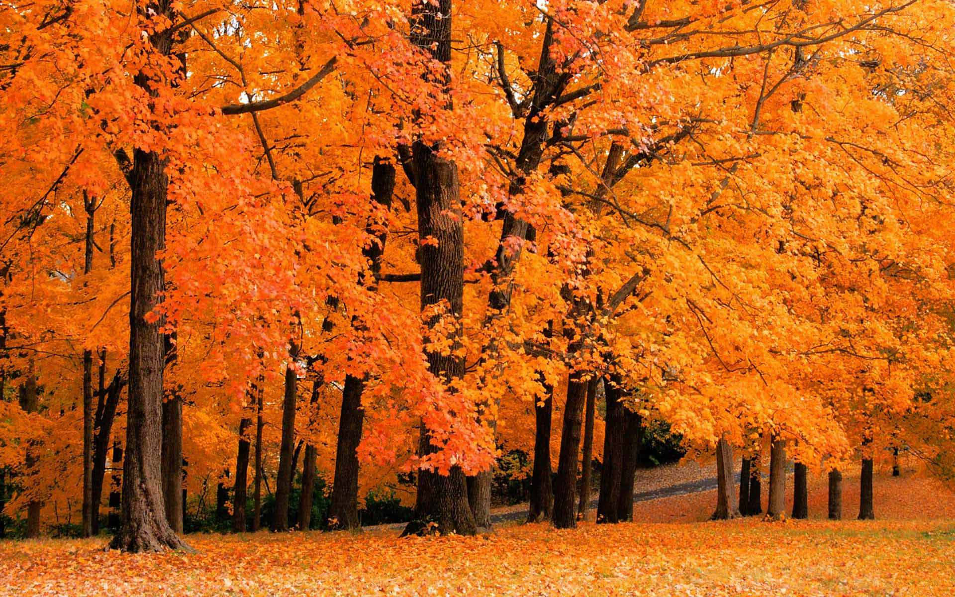 Fall Foliage 桌布 壁紙 — 一片充滿活力的秋日森林，樹木被金橙色樹葉點燃，覆蓋著下方的地面。