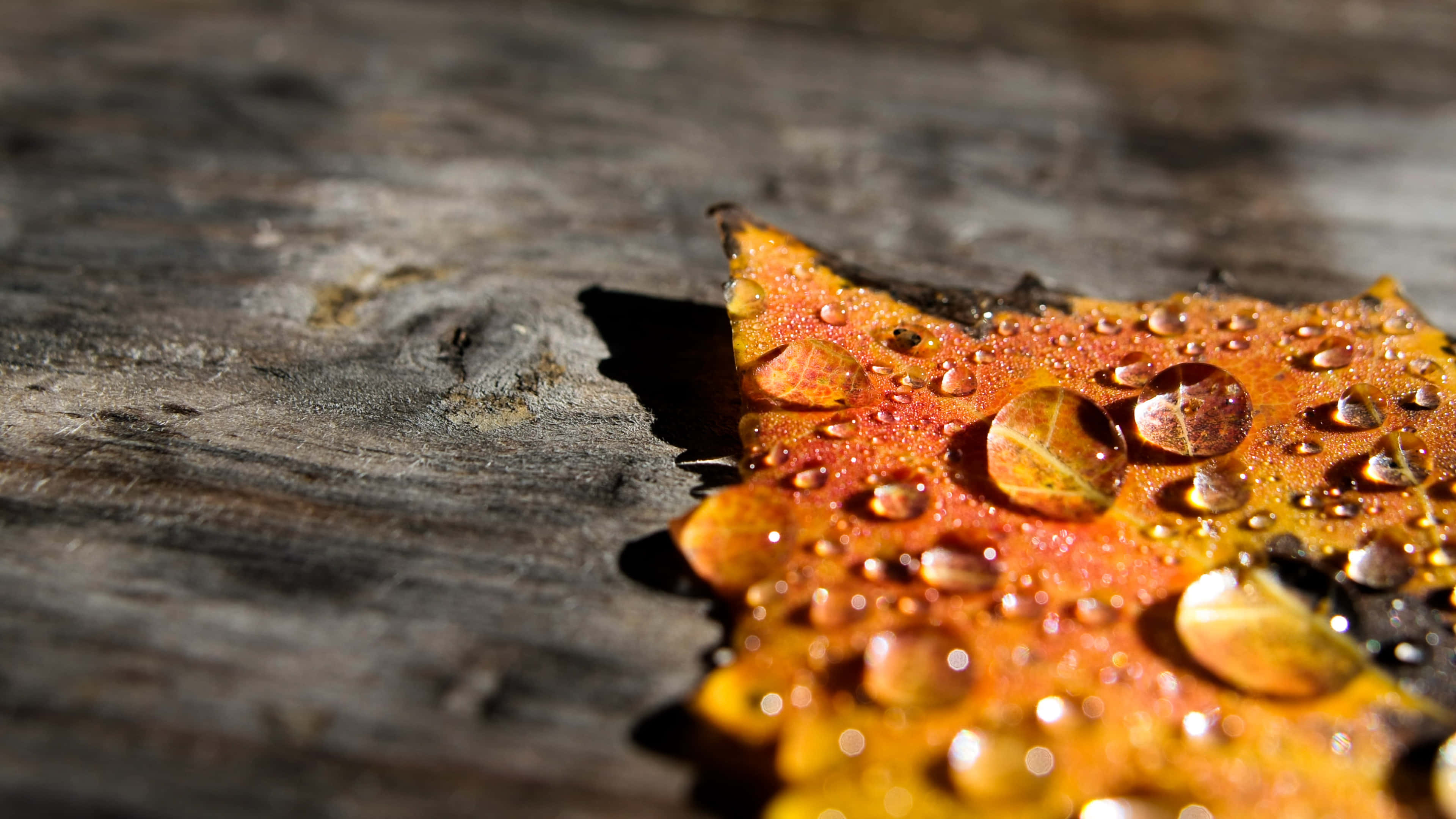 Fall Dew 桌布 壁紙 — 一片充滿活力的秋葉帶著露珠，在溫暖的陽光下靜靜躺在風化的木頭上。