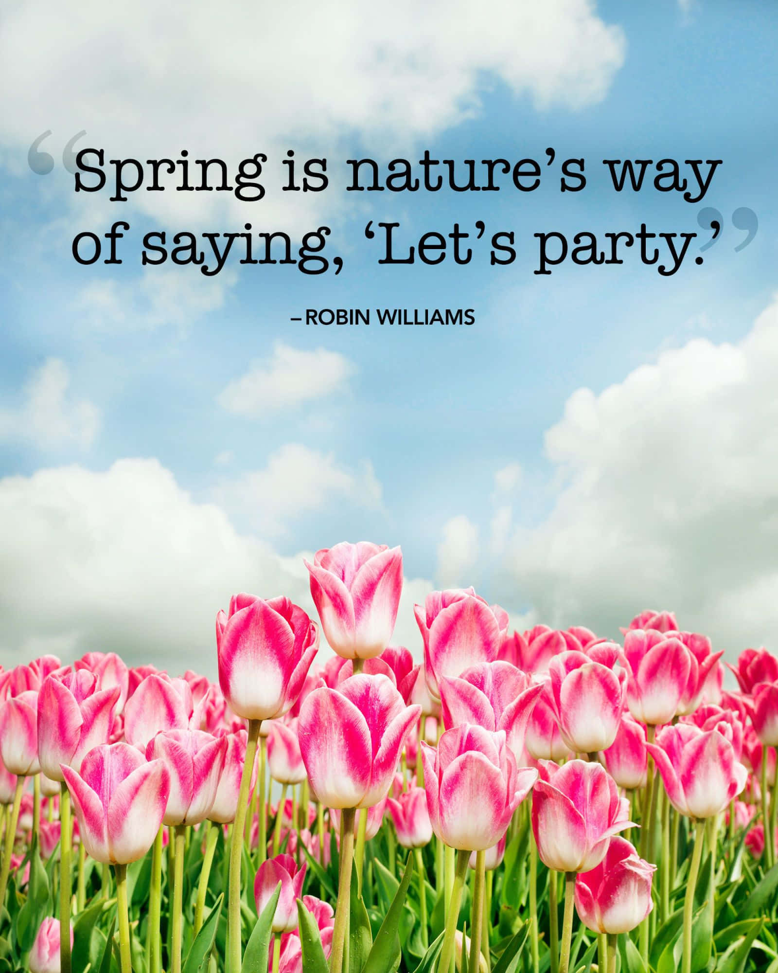 Spring Inspirational 桌布 壁紙 — 一片充滿活力的粉紅色和白色鬱金香花田，在藍天白雲下盛開。