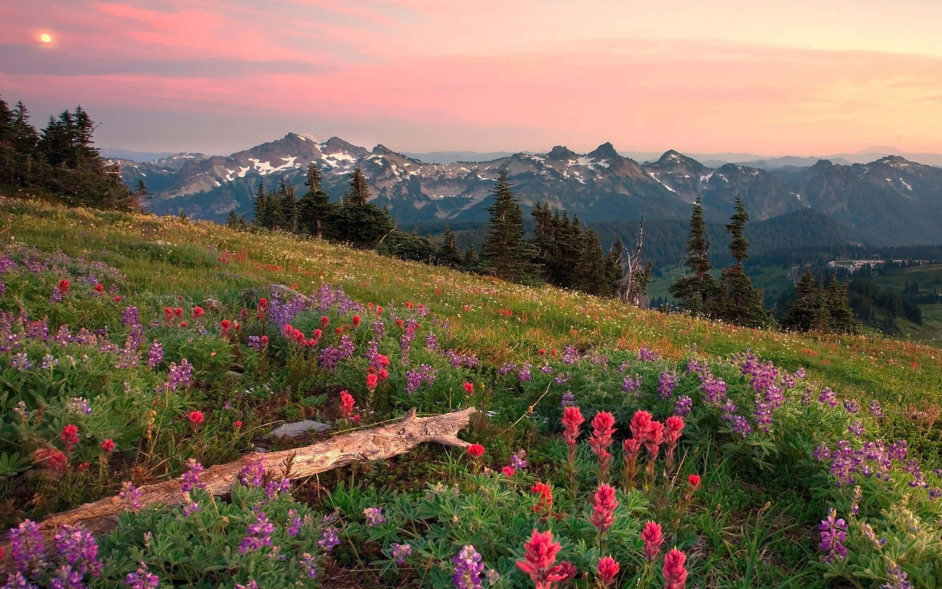 Meadow 桌布 壁紙 — 一片充滿活力的粉紅色和紫色野花草地，在日落時分於長滿青草的山坡上盛開，遠處是白雪覆蓋的山峰。