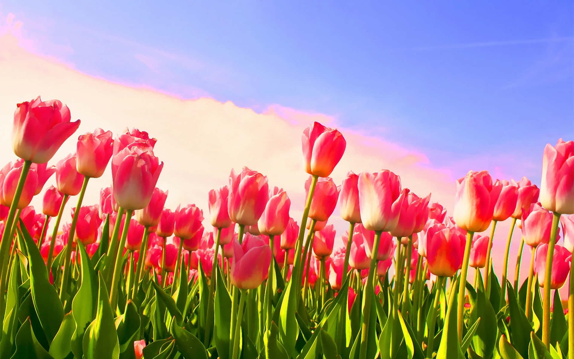 Tulip Field 桌布 壁紙 — 一片充滿活力的粉紅色鬱金香田，在日出時分，在帶有柔和雲朵的明亮藍天下搖曳。