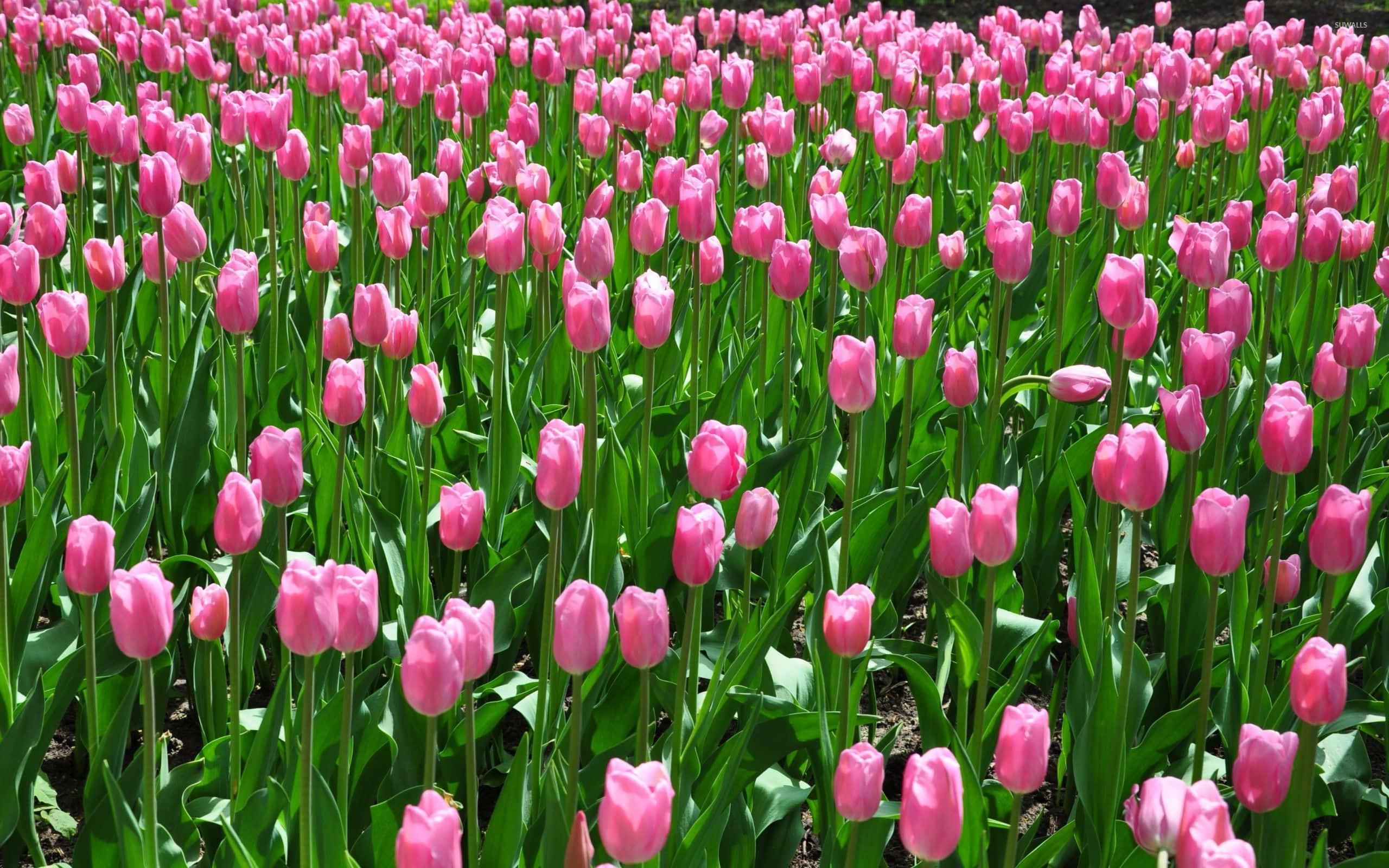 Tulip Field 桌布 壁紙 — 一片充滿活力的粉紅色鬱金香花田，在明亮的陽光下輕輕搖曳，伴隨著茂盛的綠色莖葉。