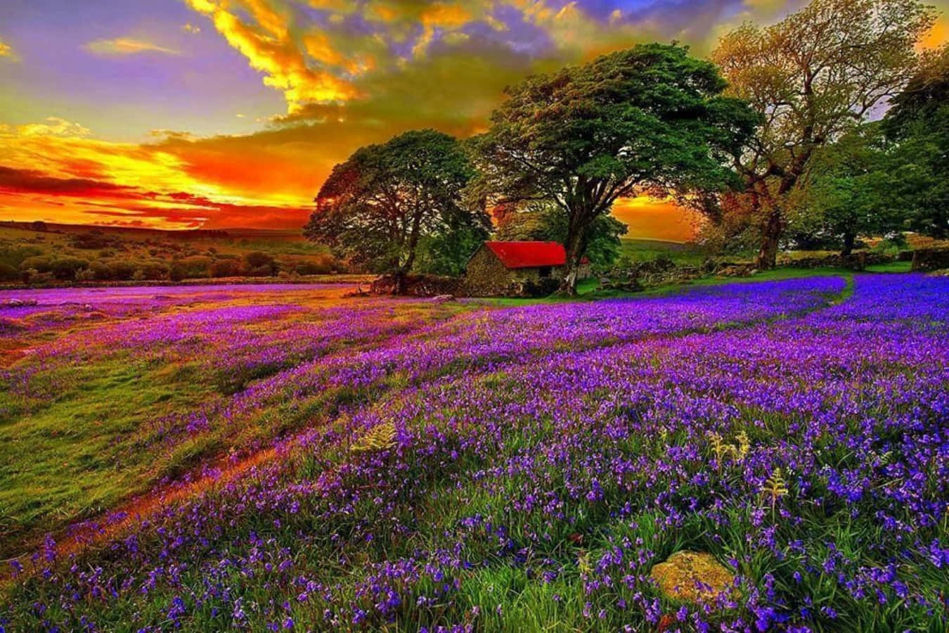 美景 桌布 壁紙 — 一片充滿活力的紫色野花田，在火紅的日落天空下，延伸至一座紅頂的質樸石屋。