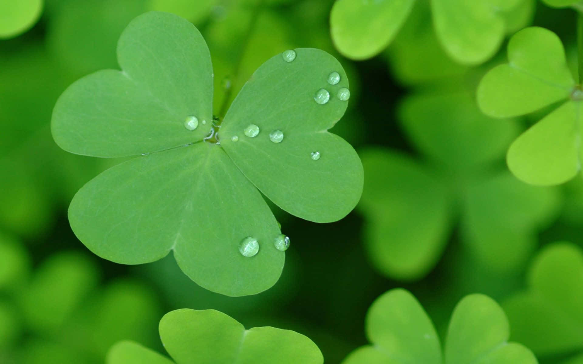 Saint Patricks Day 桌布 壁紙 — 一片充滿活力的綠色四葉草，在柔和模糊的樹葉背景上，托著閃閃發光的露珠。