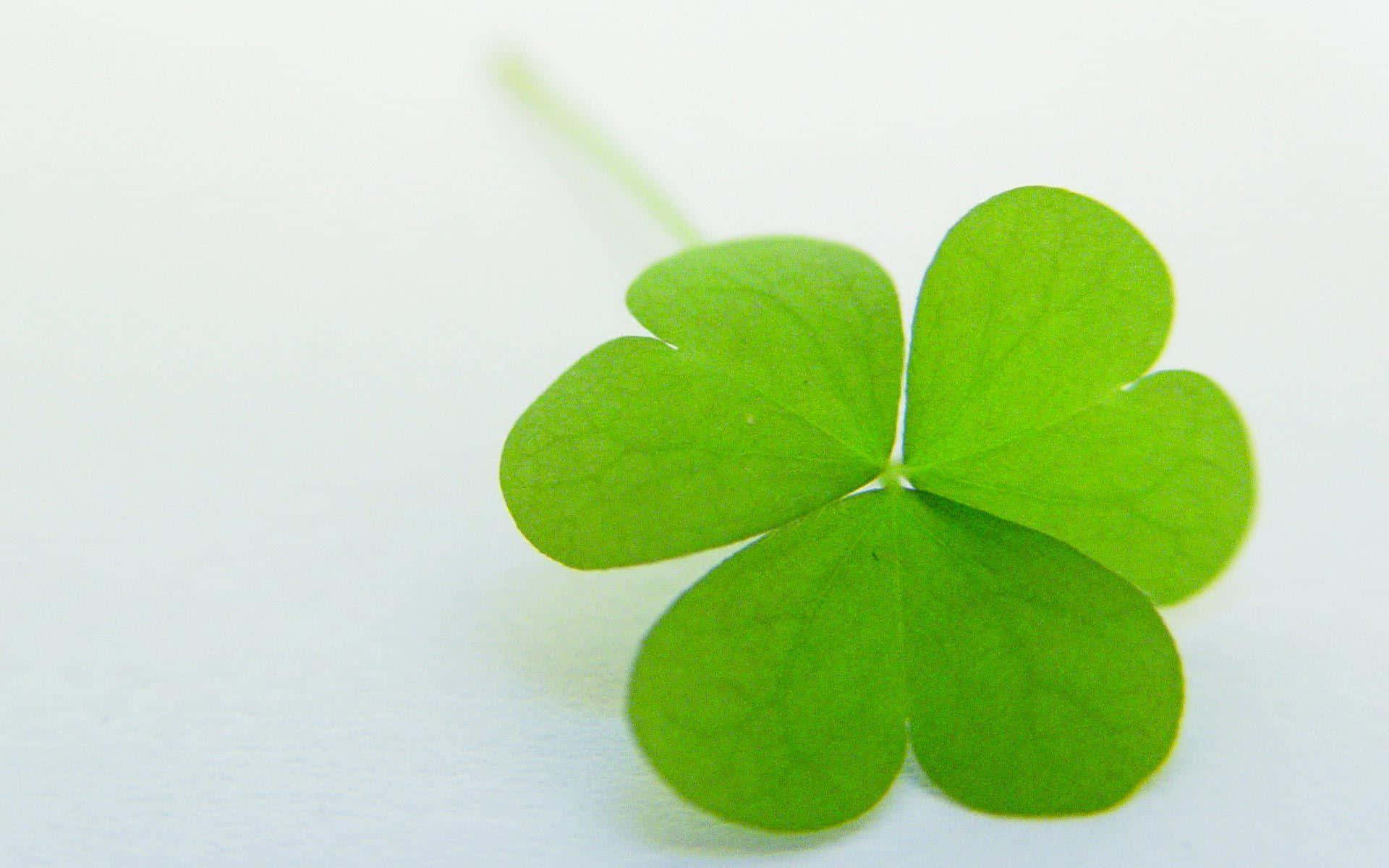 clover 桌布 壁紙 — 一片充滿活力的綠色四葉草，在柔和的白色背景上投下輕柔的陰影。