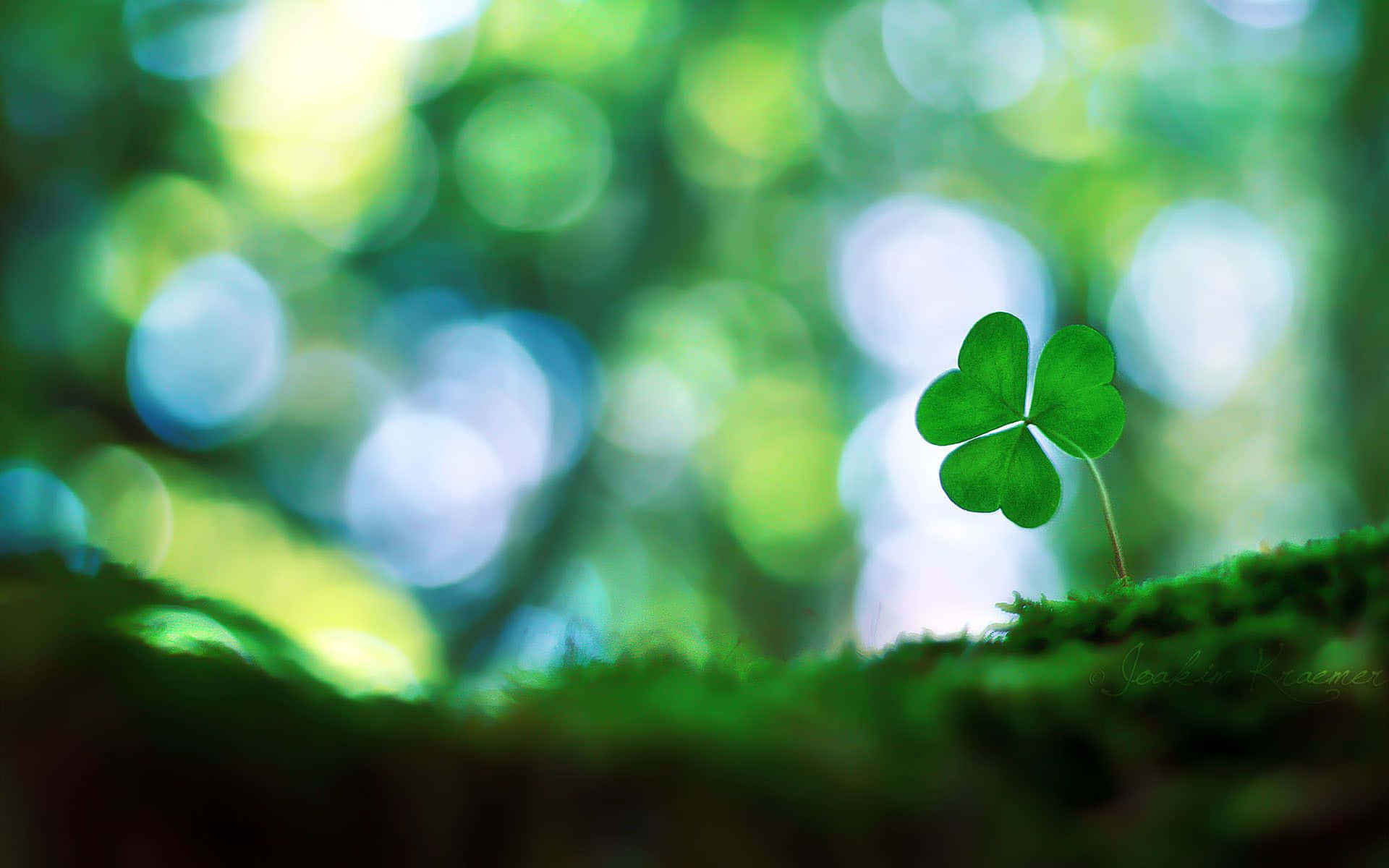 clover 桌布 壁紙 — 一片充滿活力的綠色四葉草從苔蘚中冒出，背景是夢幻般的散景森林。