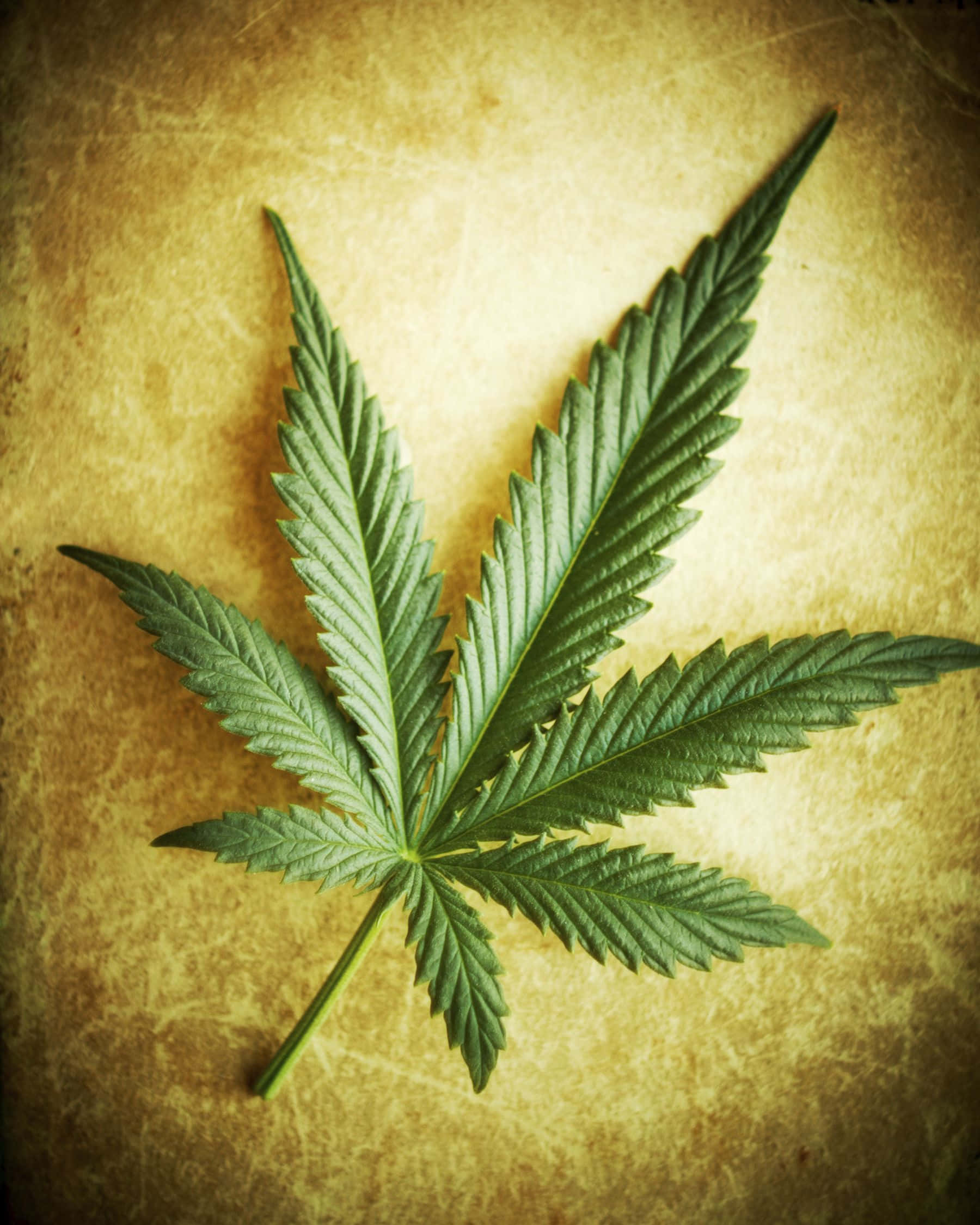Weed Leaf 桌布 壁紙 — 一片充滿活力的綠色大麻葉，放置在帶有紋理的復古黃色背景上，光線溫暖。