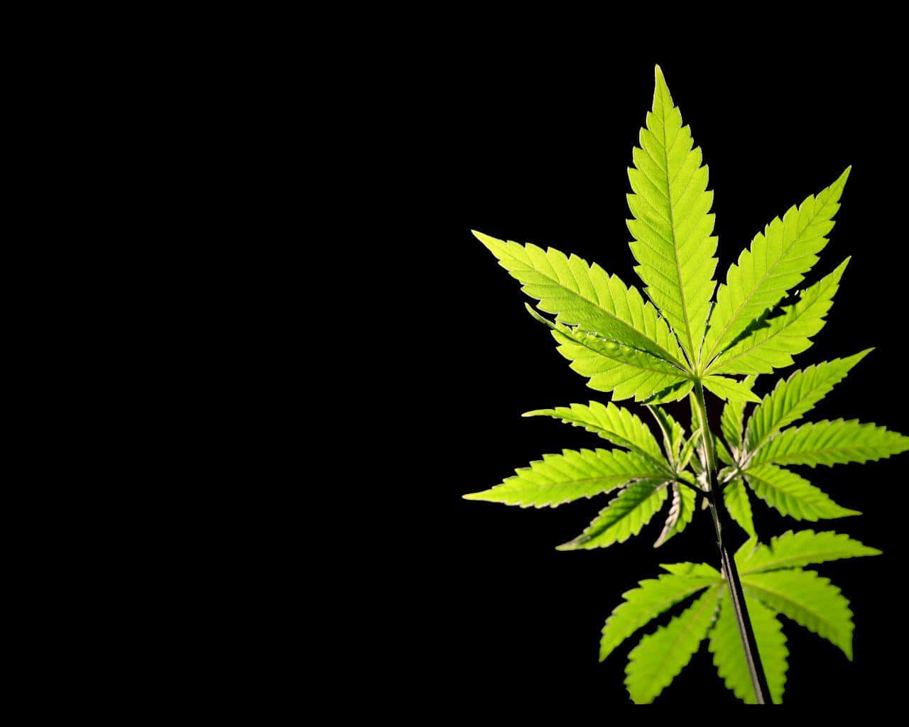 Weed Leaf 桌布 壁紙 — 一片充滿活力的綠色大麻葉在純黑色背景下顯得格外突出。