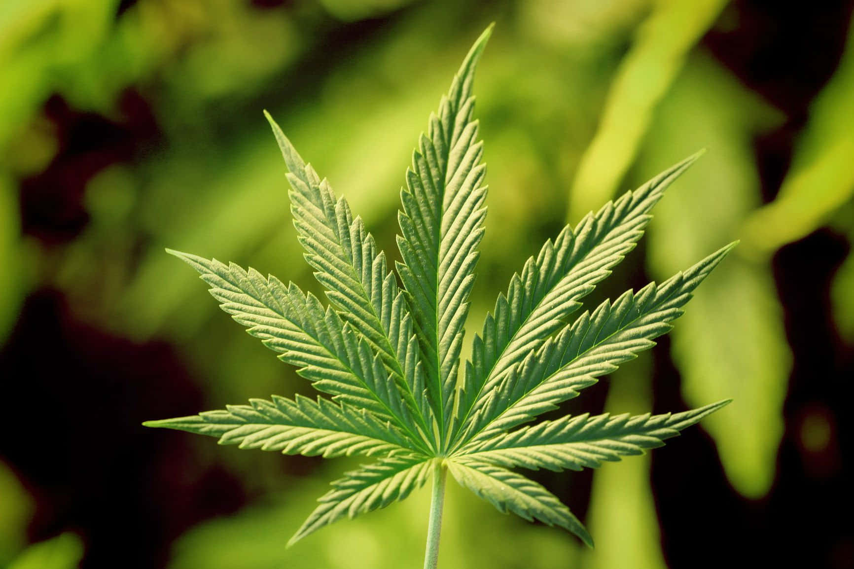 420 桌布 壁紙 — 一片充滿活力的綠色大麻葉特寫，邊緣呈鋸齒狀，葉脈清晰可見，背景為模糊的自然景色。