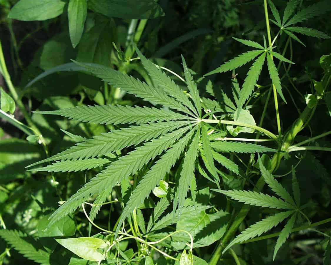 大麻 桌布 壁紙 — 一片充滿活力的綠色大麻葉特寫，邊緣呈鋸齒狀，在茂密樹葉中於明亮陽光下閃耀。