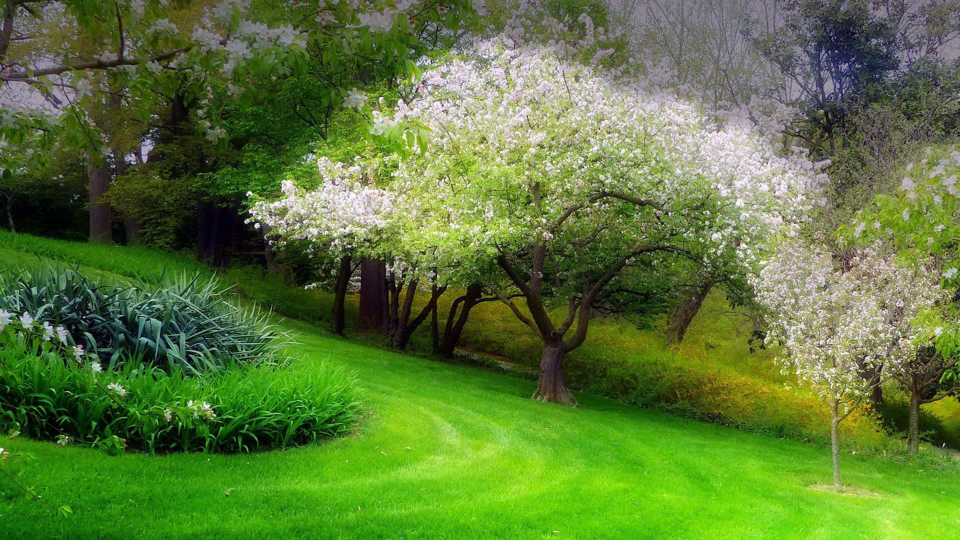 Spring Grass 桌布 壁紙 — 一片充滿活力的綠色草坪在柔和日光下，於開滿白花的樹冠下緩緩傾斜，樹葉茂盛。