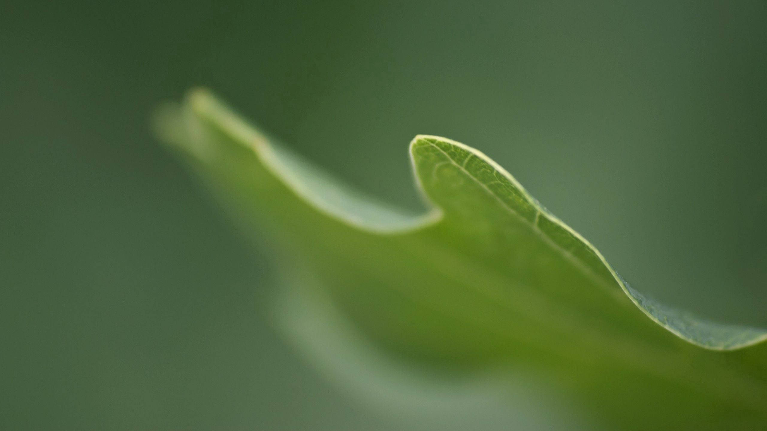植物 桌布 壁紙 — 一片充滿活力的綠色葉子的特寫，邊緣呈鋸齒狀，葉脈清晰可見，背景是柔和模糊的綠色。