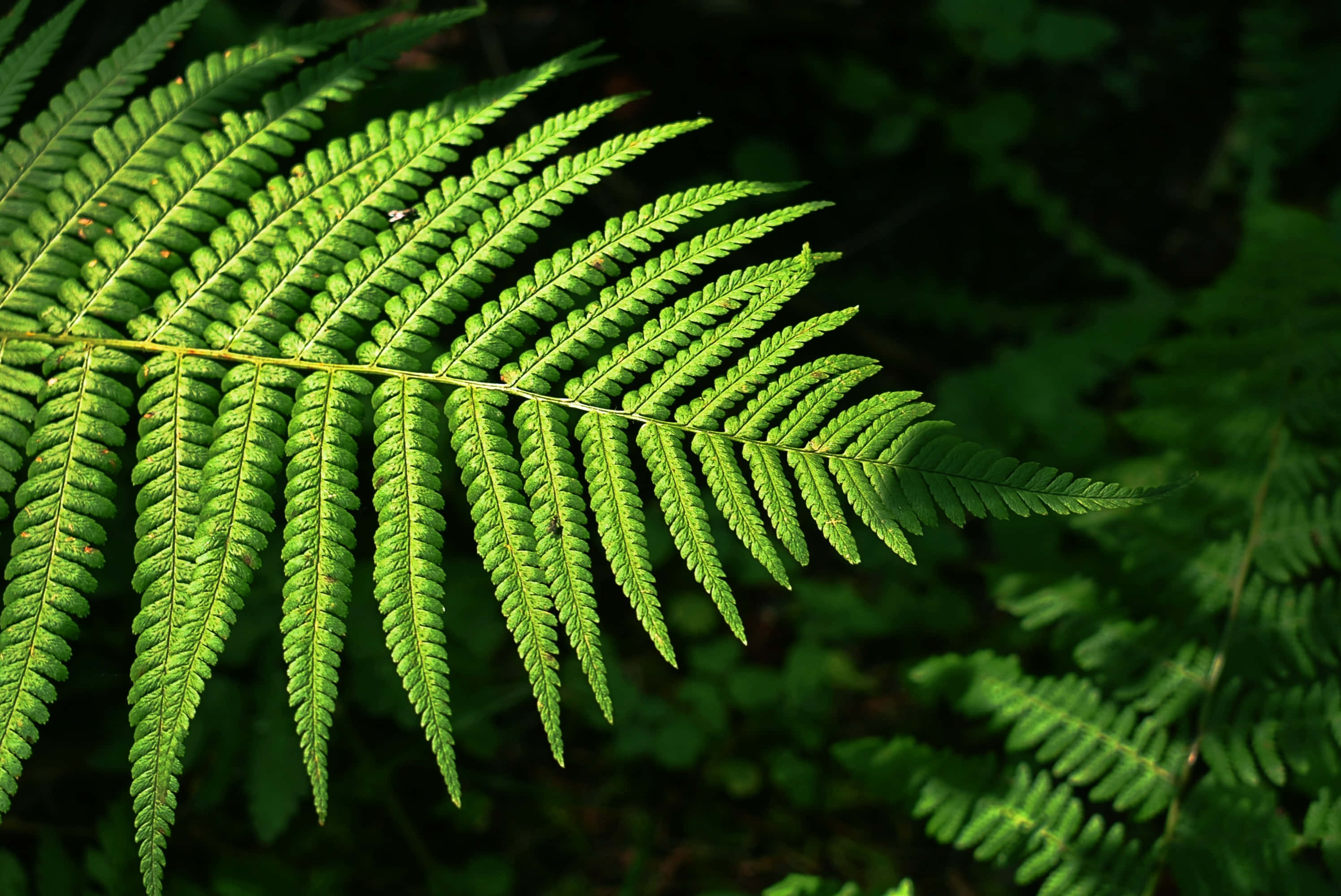Green Fern 桌布 壁紙 — 一片充滿活力的綠色蕨葉，在黑暗森林背景下被斑駁的陽光照射。