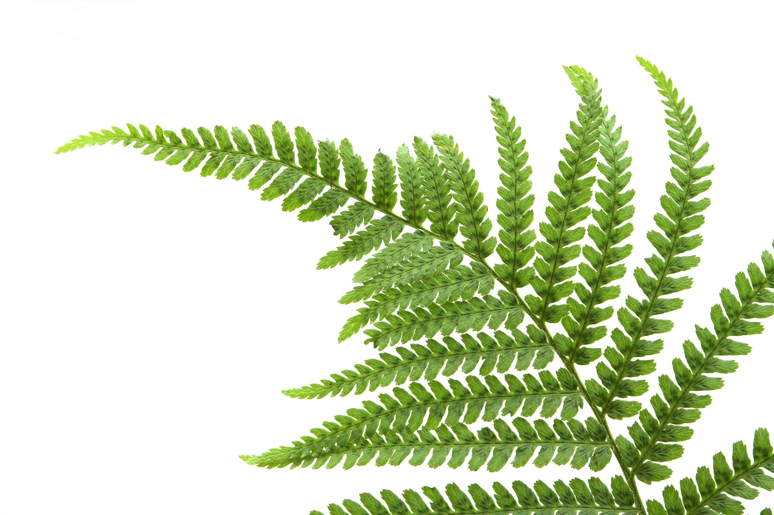 Green Fern 桌布 壁紙 — 一片充滿活力的綠色蕨葉，帶有複雜的小葉，優雅地伸展在純白色背景上。