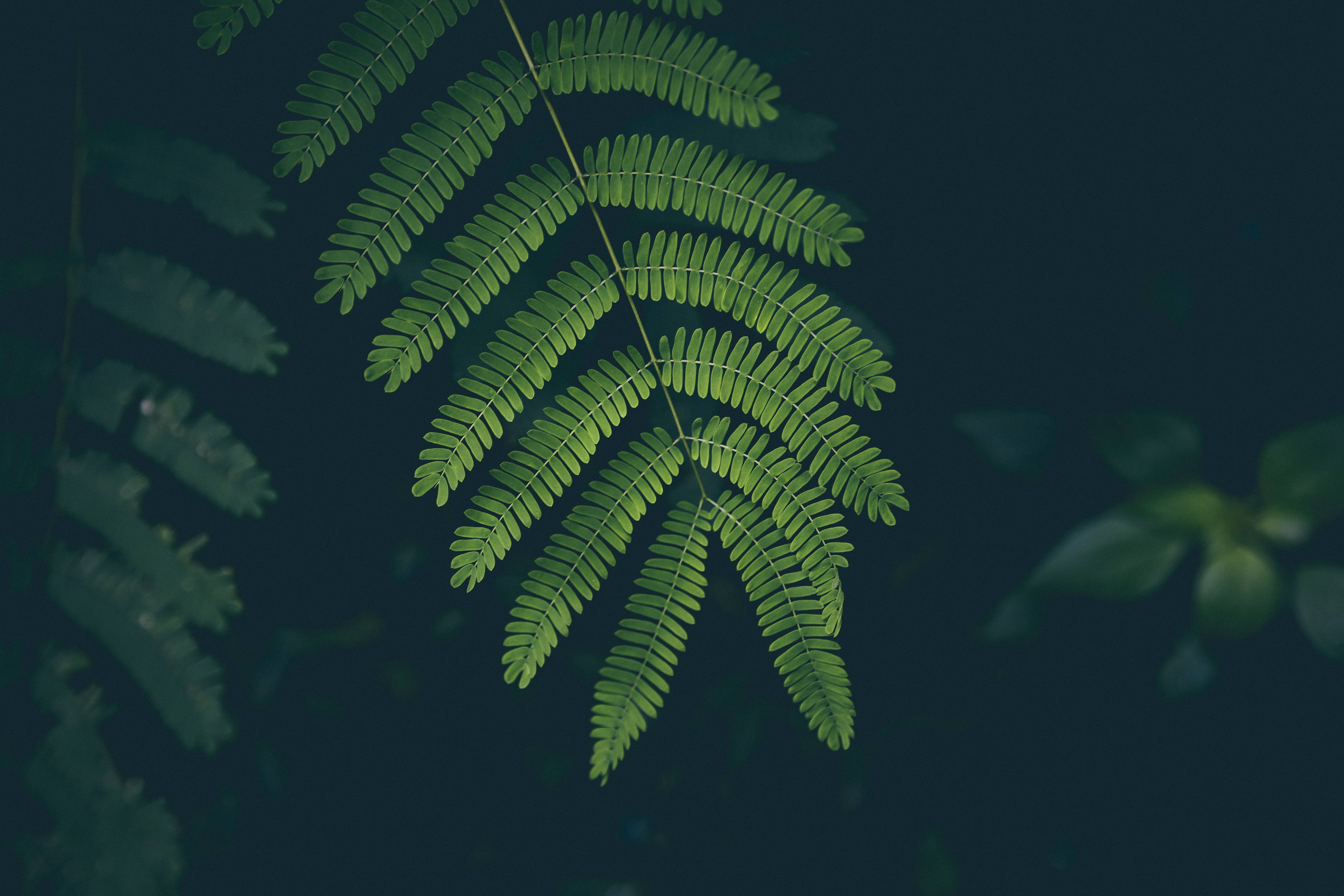植物美學 桌布 壁紙 — 一片充滿活力的綠色蕨葉優雅地懸掛在深藍綠色模糊背景上。