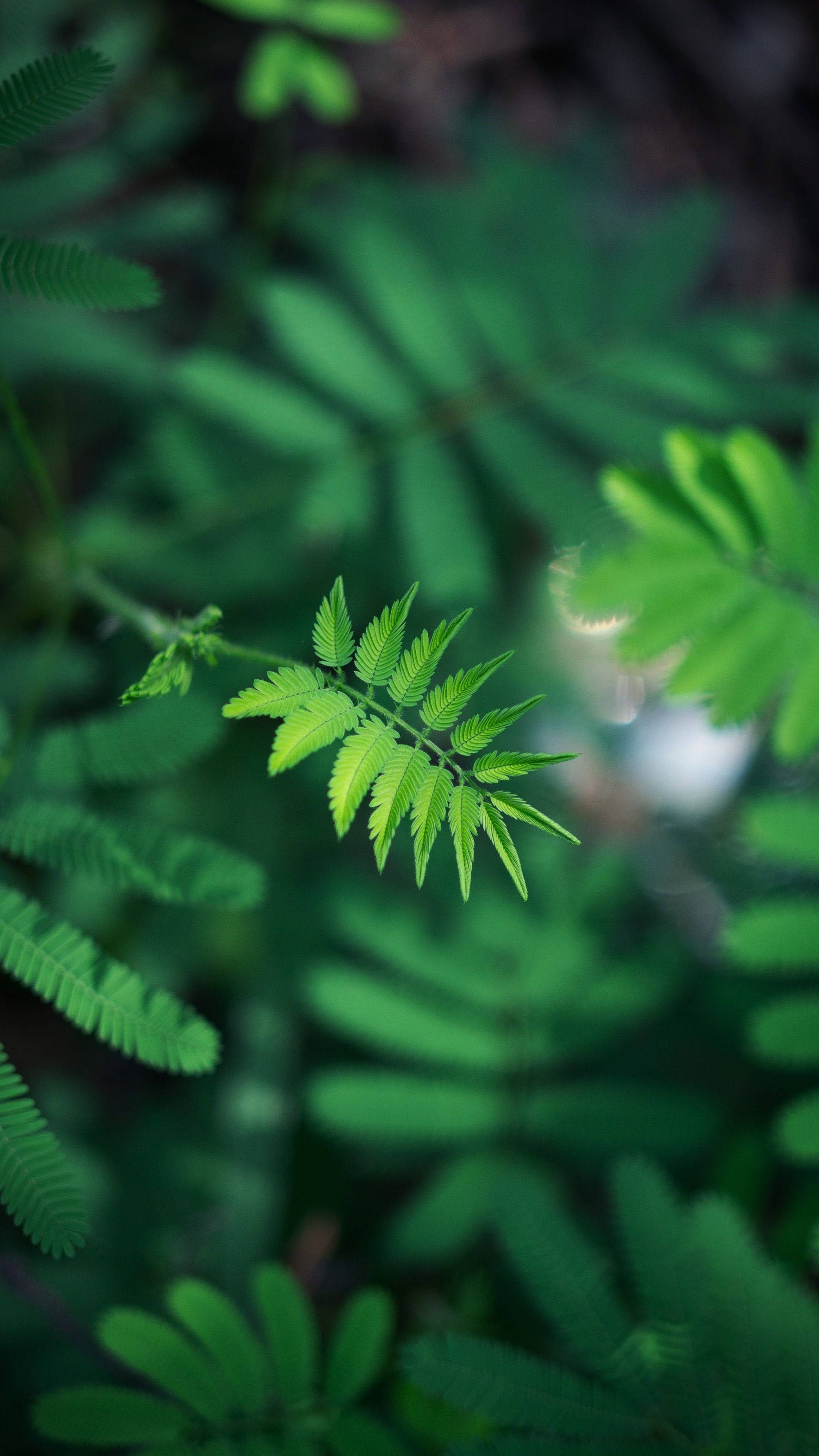 Leaves 桌布 壁紙 — 一片充滿活力的綠色蕨葉在柔和模糊的森林背景下清晰對焦。