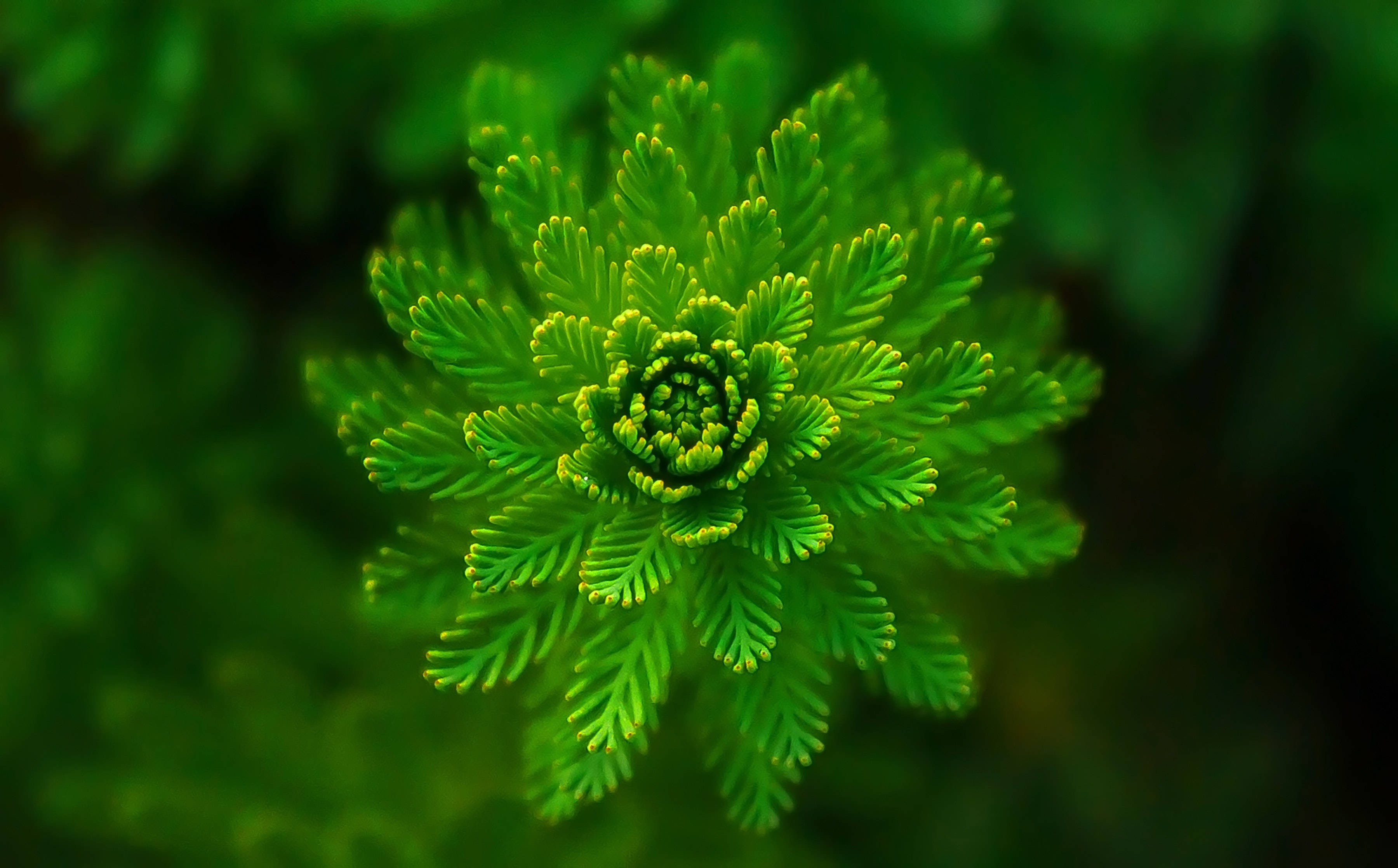 植物美學 桌布 壁紙 — 一片充滿活力的綠色蕨葉在柔和模糊的森林背景下完美地螺旋展開。
