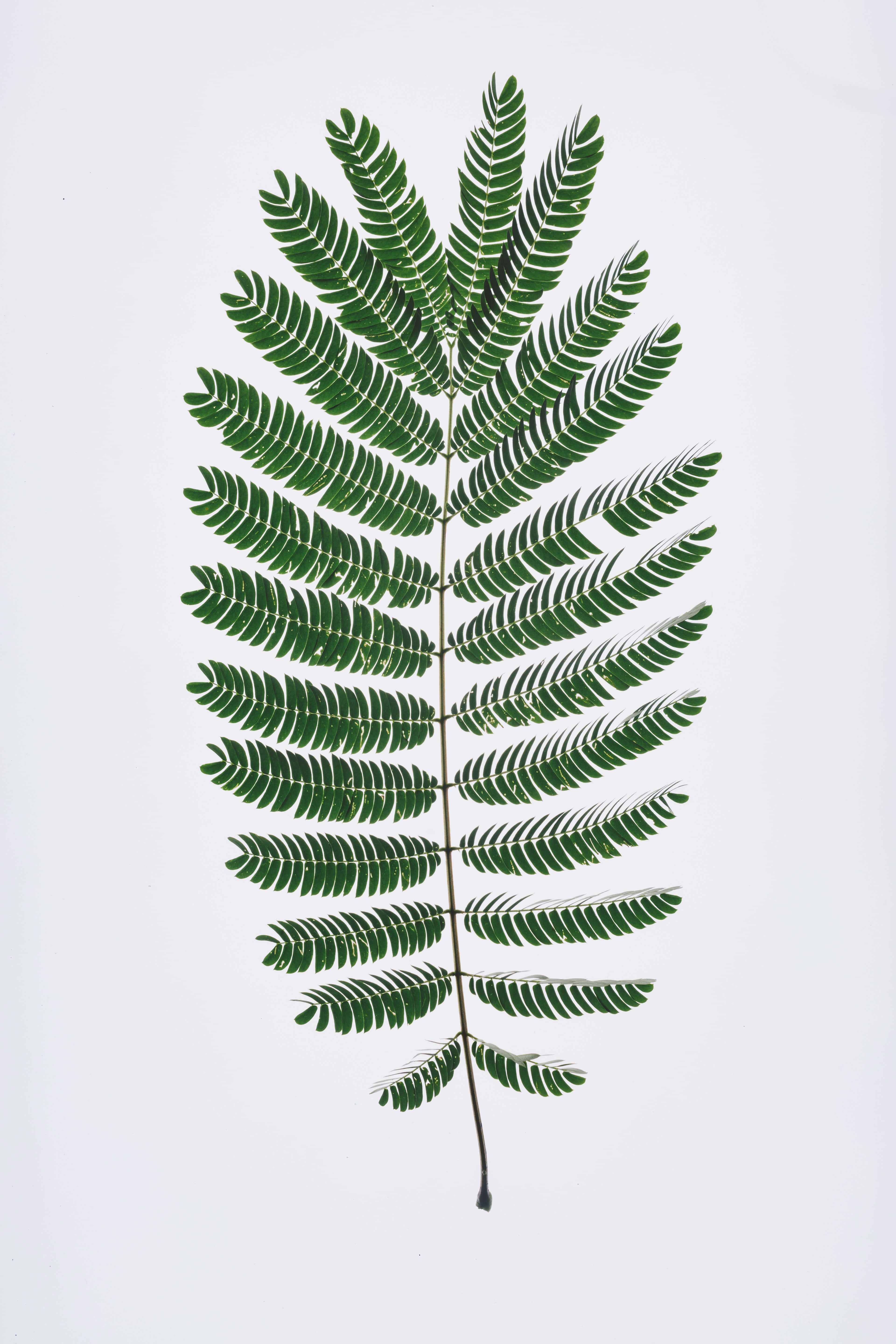 Green Fern 桌布 壁紙 — 一片充滿活力的綠色複葉，帶有精緻的羽毛狀小葉，在潔白的背景上格外突出。