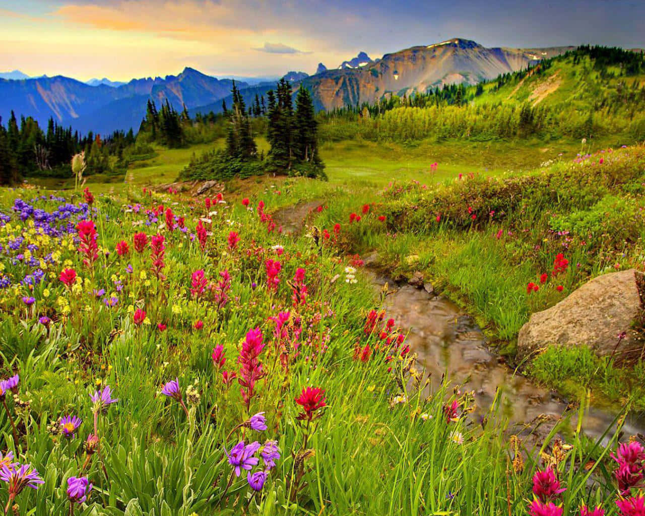 Meadow 桌布 壁紙 — 一片充滿活力的草地，沿著蜿蜒的小溪盛開著粉紅色、紫色和黃色的野花，遠處的山巒在柔和的金色天空下。