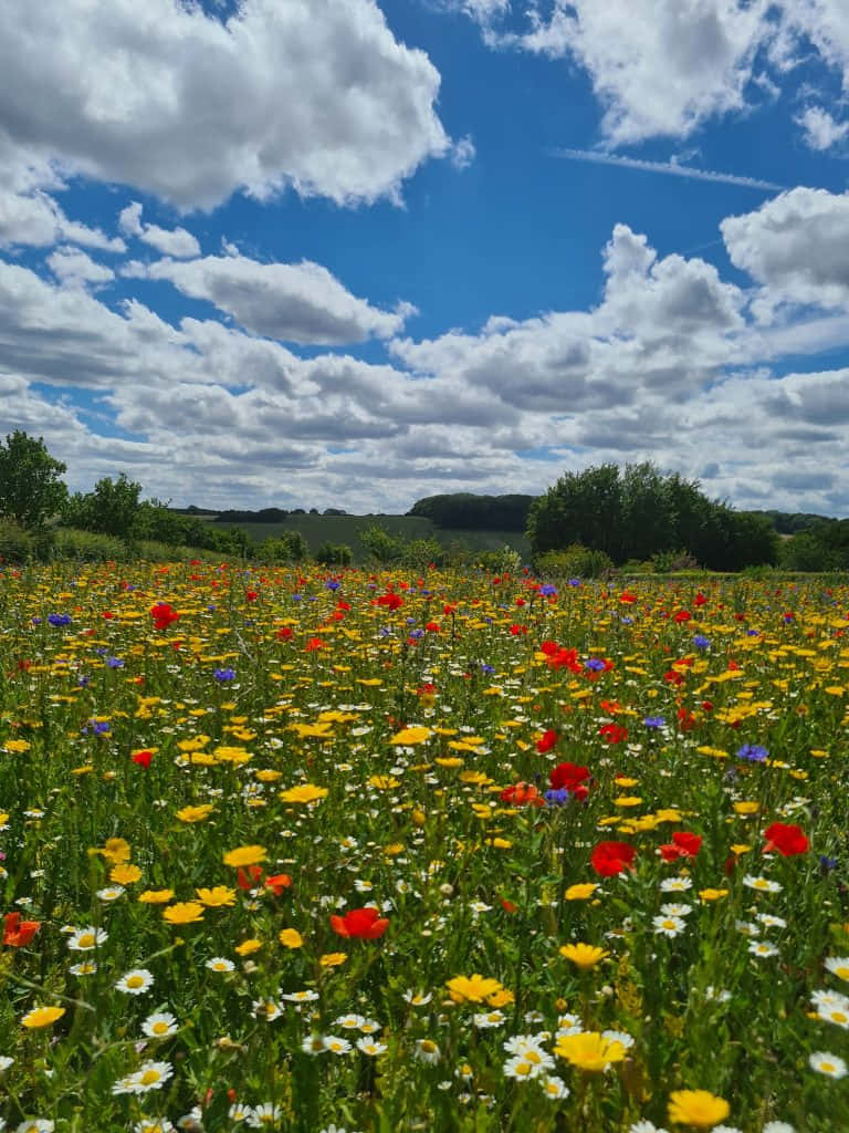 Wild Flower In Meadows 桌布 壁紙 — 一片充滿活力的草地，開滿了黃色、紅色和白色的野花，上方是明亮的藍天，點綴著蓬鬆的白雲。