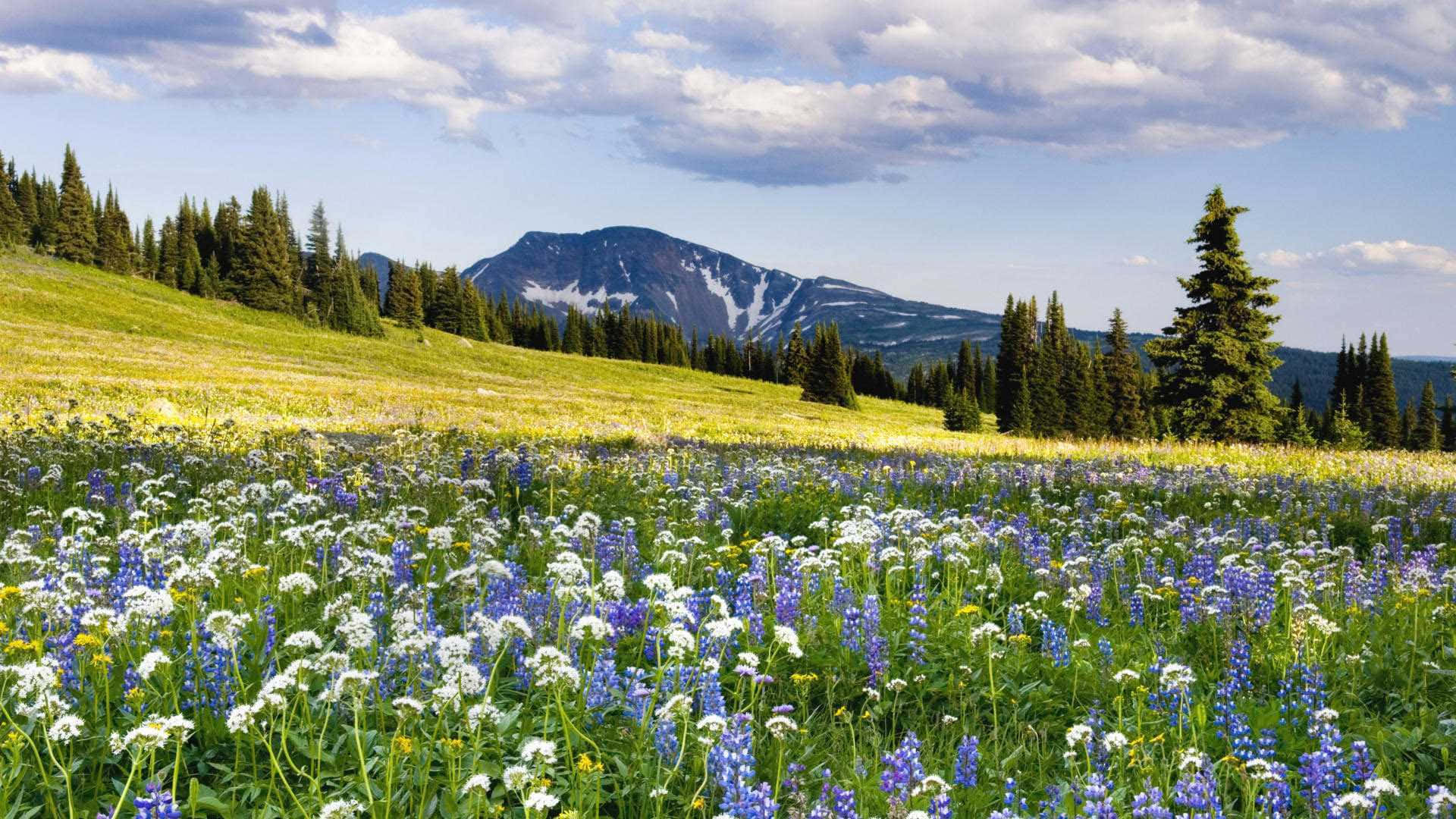 美景 桌布 壁紙 — 一片充滿活力的藍白野花草地向著白雪覆蓋的山脈延伸，天空部分多雲。