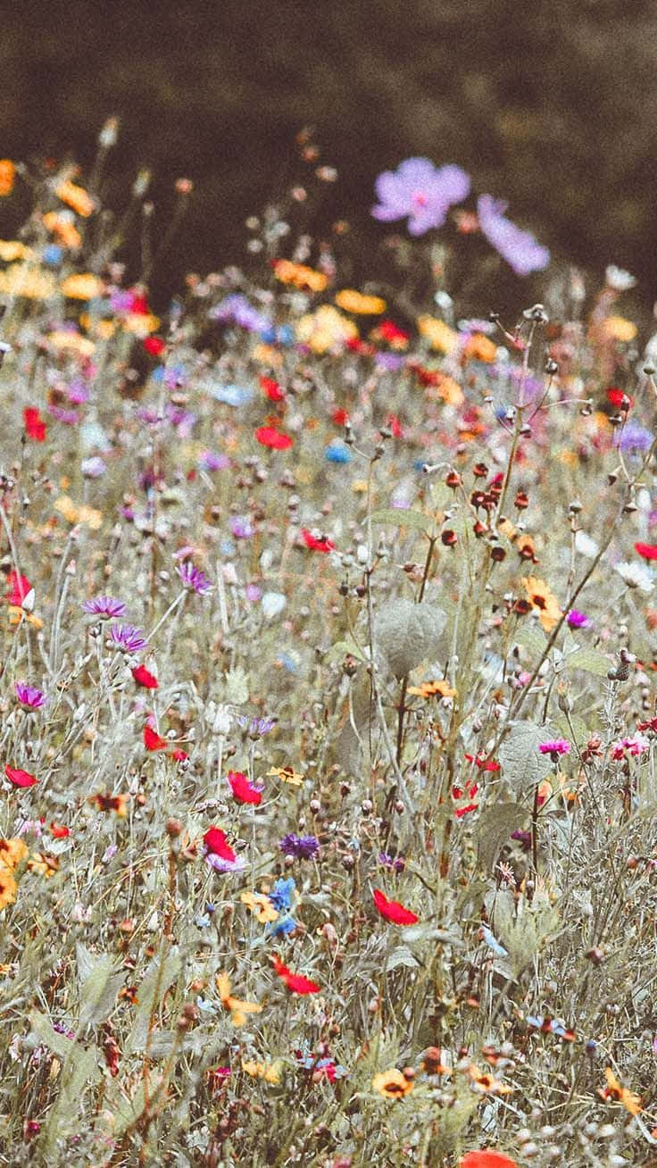 Wild Flower In Meadows 桌布 壁紙 — 一片充滿活力的野花田，柔焦效果，紅色、紫色和黃色的花朵在模糊的大地色背景上輕輕搖曳。