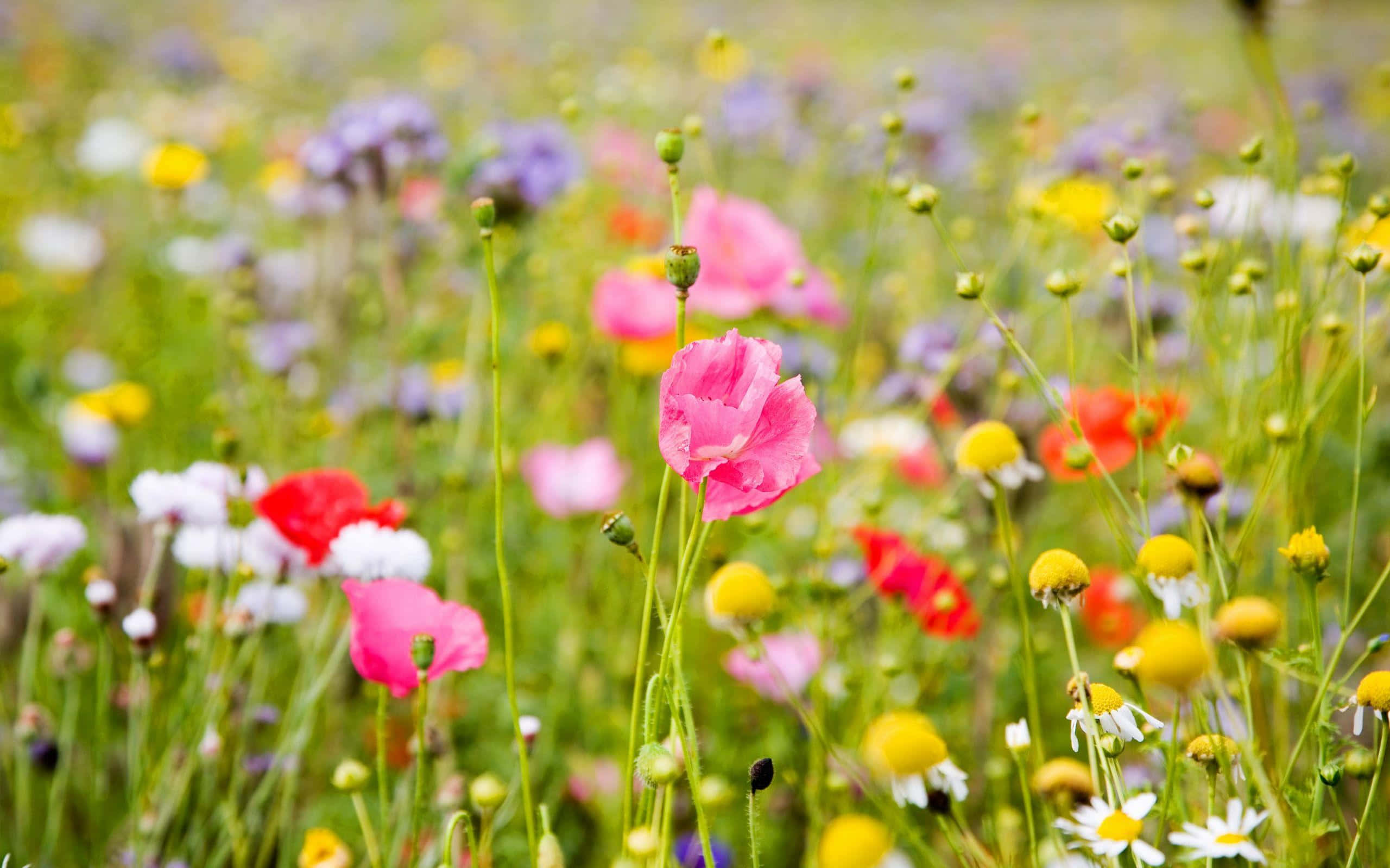 Wild Flower In Meadows 桌布 壁紙 — 一片充滿活力的野花田，粉紅色的罌粟花和黃色的雛菊在柔和的光線中輕輕搖曳。