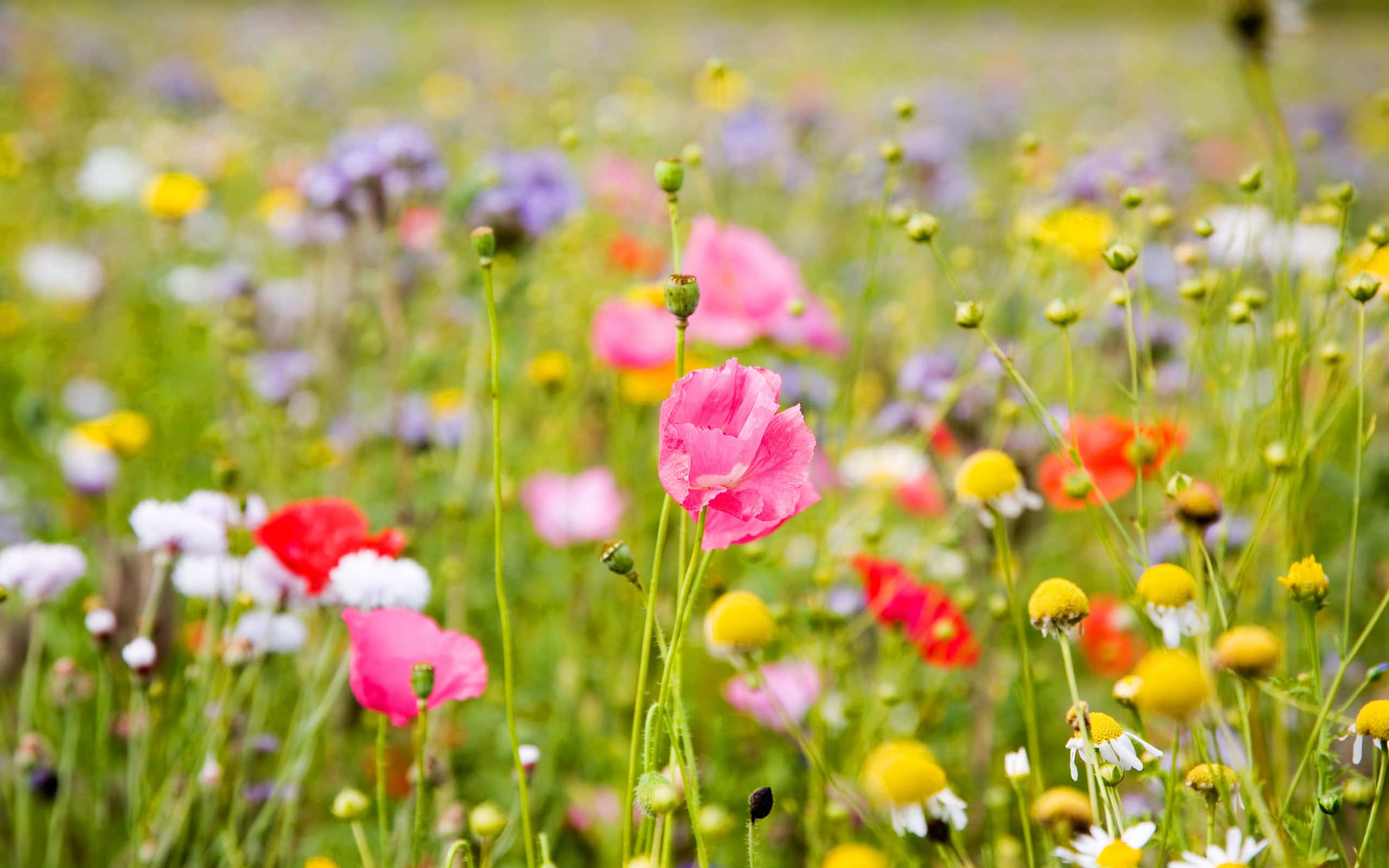 Meadow 桌布 壁紙 — 一片充滿活力的野花田，粉紅色的罌粟花、黃色的雛菊和紅色的花朵在柔和自然光中輕輕搖曳。