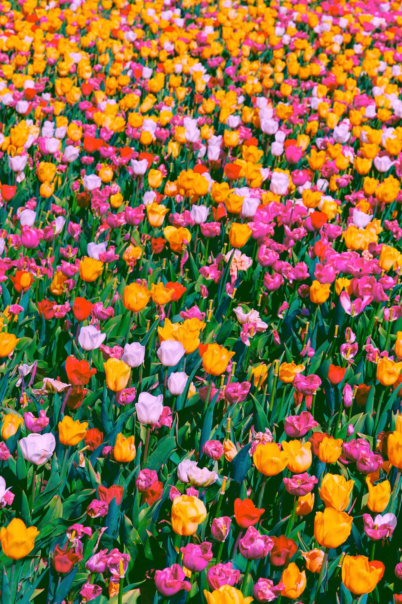 Tulip Field 桌布 壁紙 — 一片充滿活力的鬱金香花田，盛開著橙色、粉紅色和白色的花朵，在明亮的日光下。