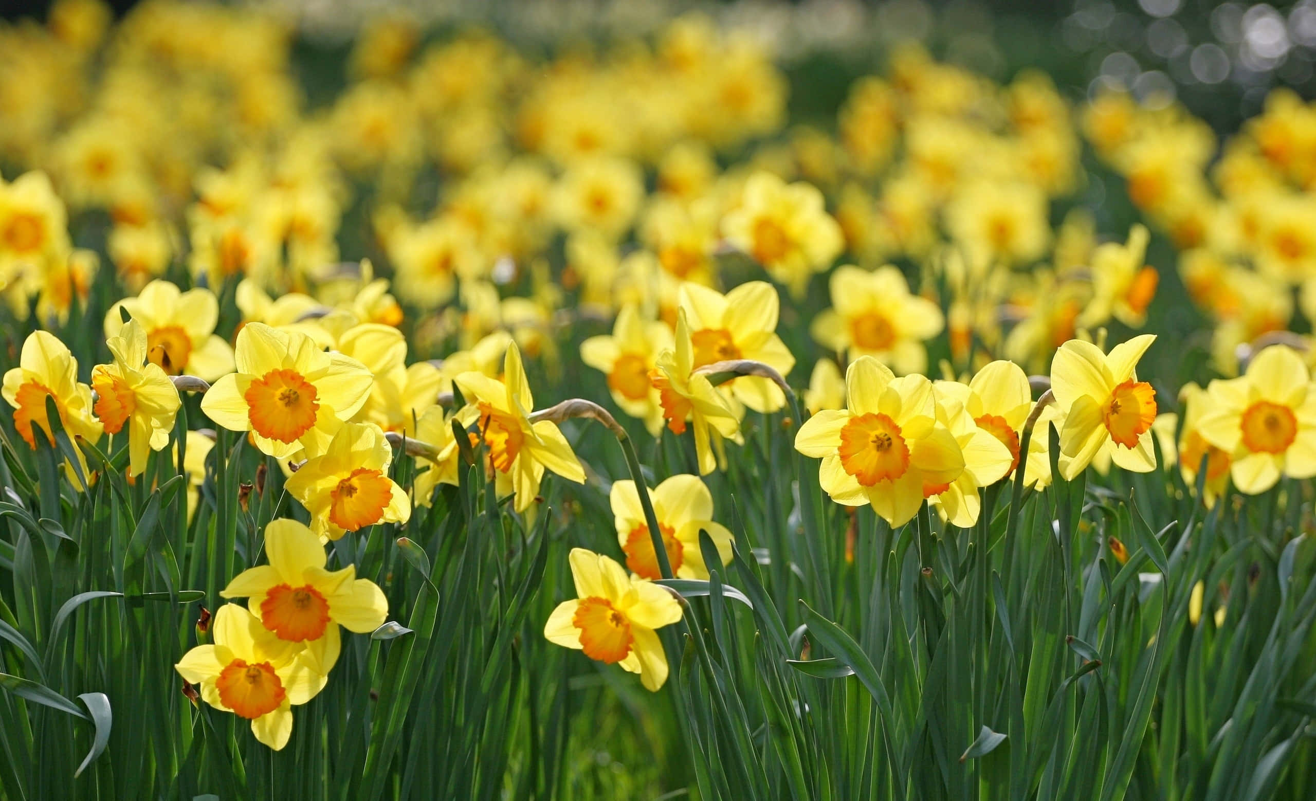 Yellow Daffodils 桌布 壁紙 — 一片充滿活力的黃色水仙花田，帶有橙色花心，在柔和陽光下輕輕搖曳。