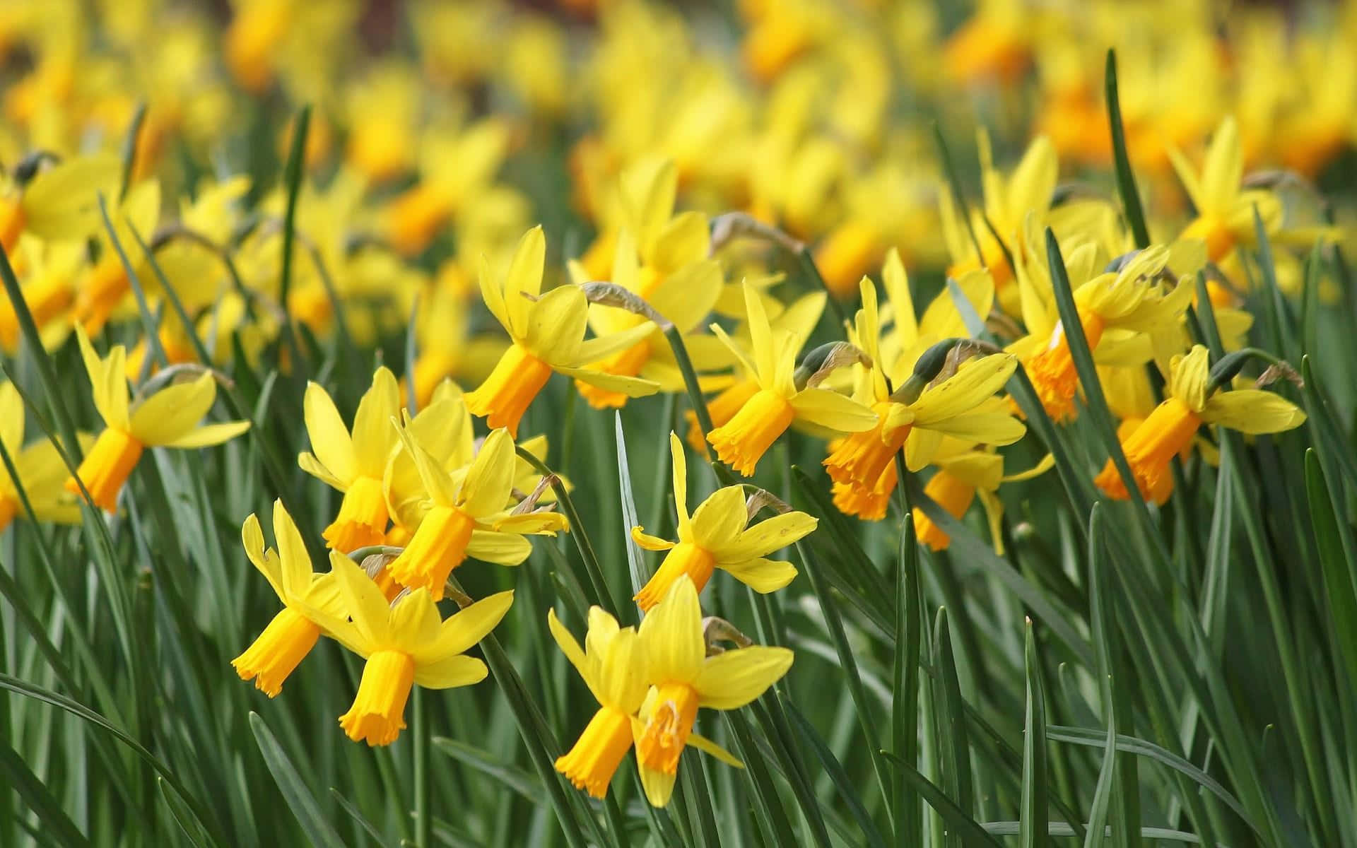 Yellow Daffodils 桌布 壁紙 — 一片充滿活力的黃色水仙花田，綠色莖稈在柔和自然光中輕輕搖曳。