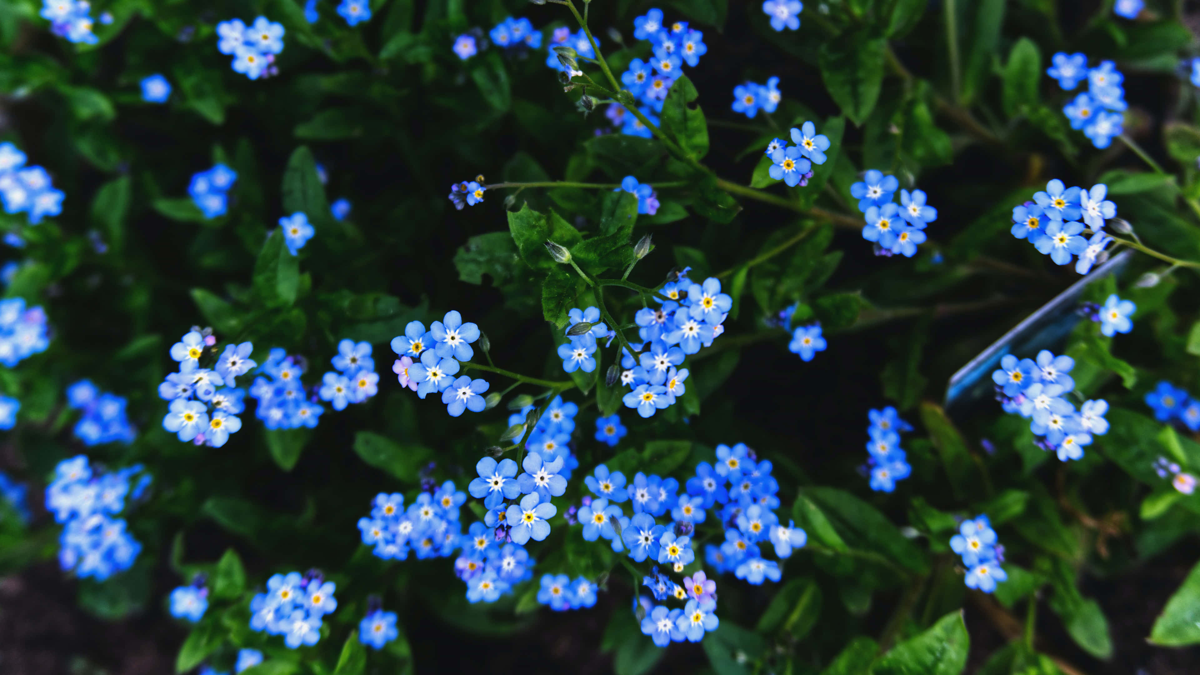 一片勿忘我花田 壁紙 — 鮮豔藍色勿忘我的特寫，黃色花蕊藏在茂密綠葉之間。