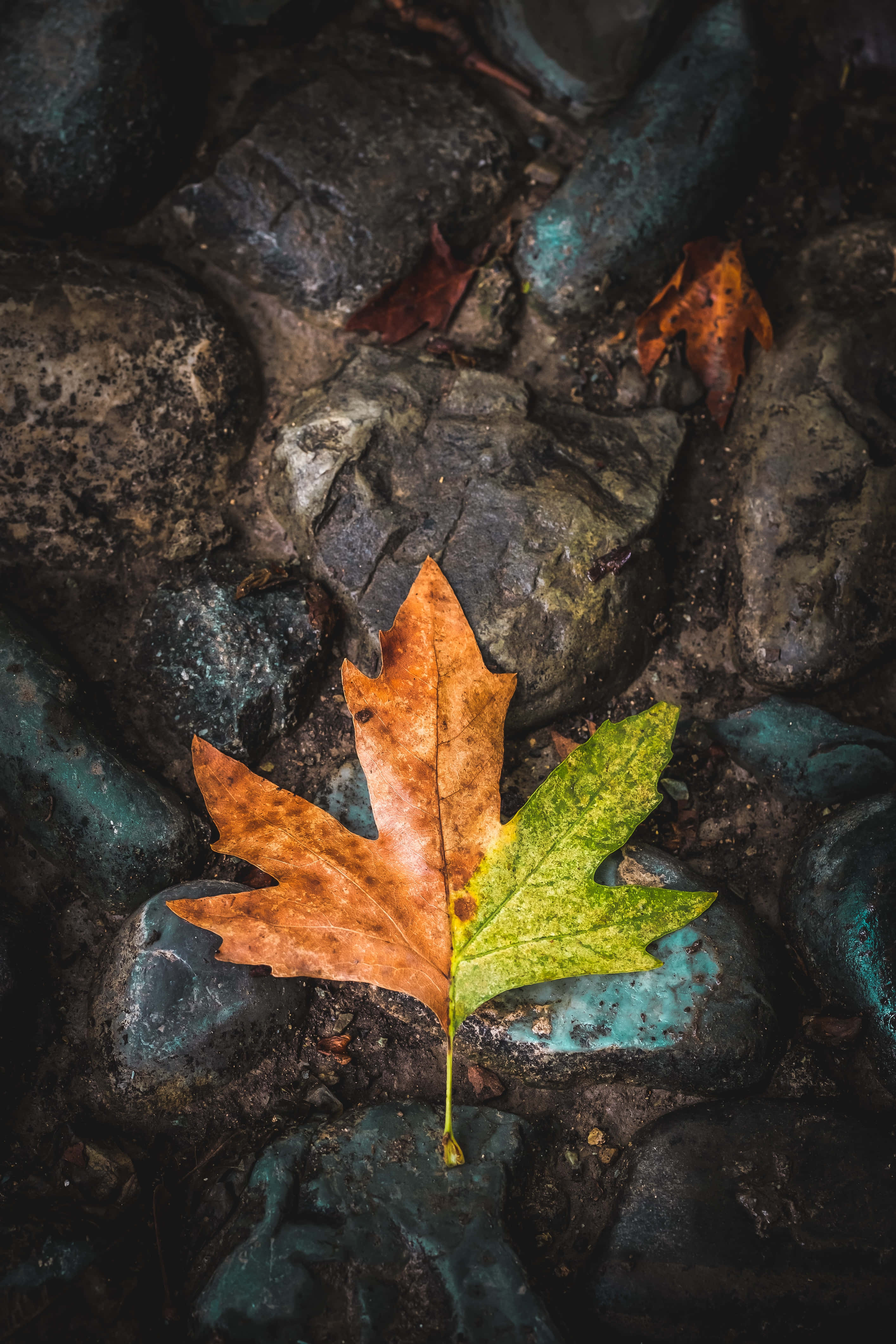 Fall Rain 桌布 壁紙 — 一片半棕半綠的秋葉躺在深色長滿苔蘚的石頭上。