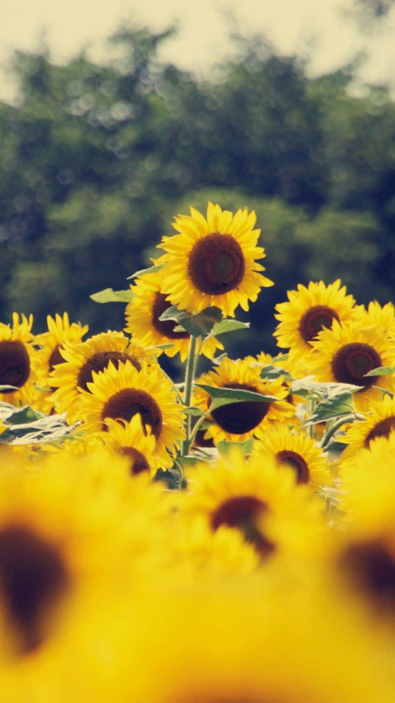 一片向日葵田野，背景有樹木 壁紙