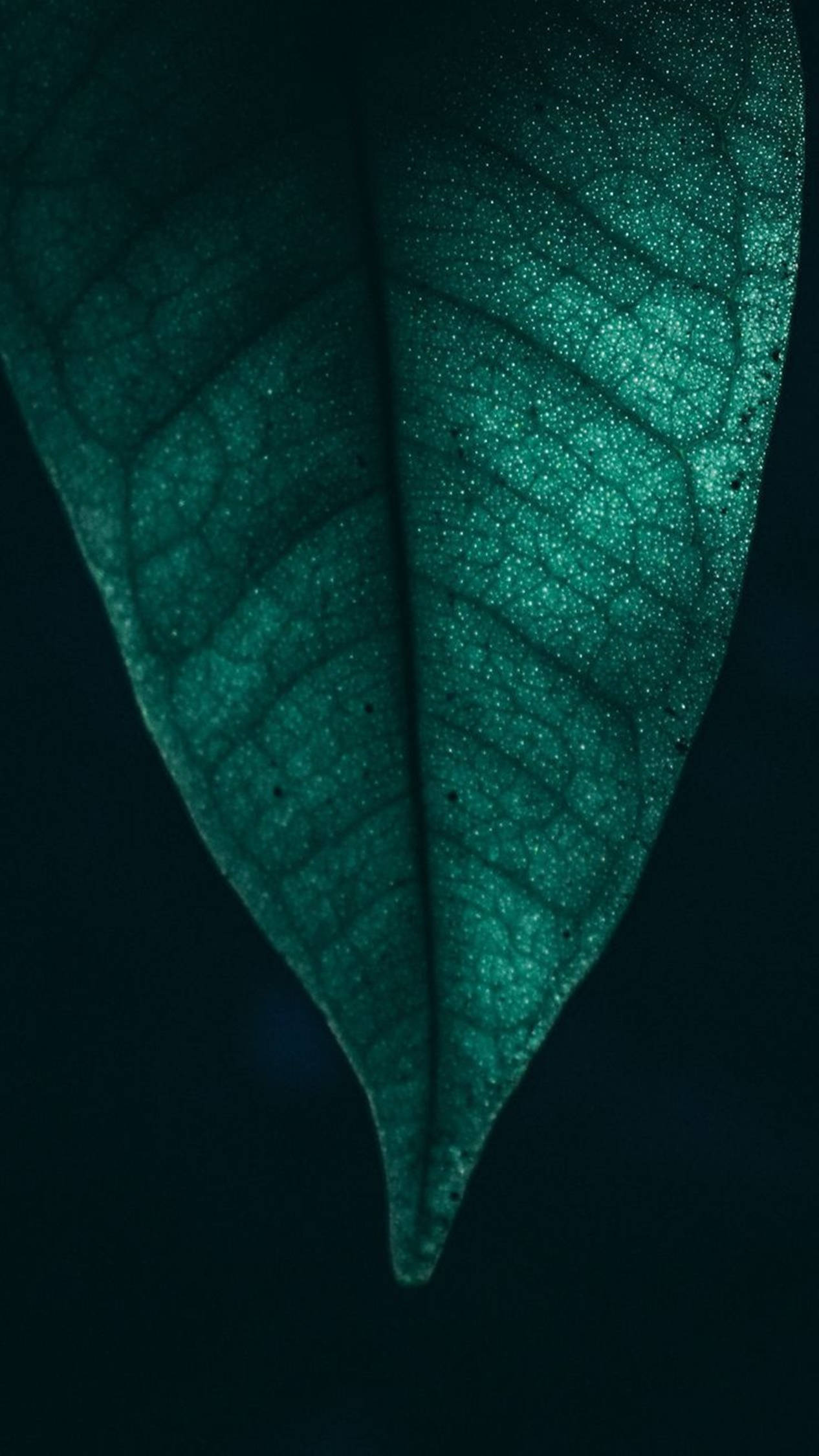 樹葉 桌布 壁紙 — 一片單一的翡翠綠葉在深色背景下散發著細膩閃爍的質感，特寫鏡頭。